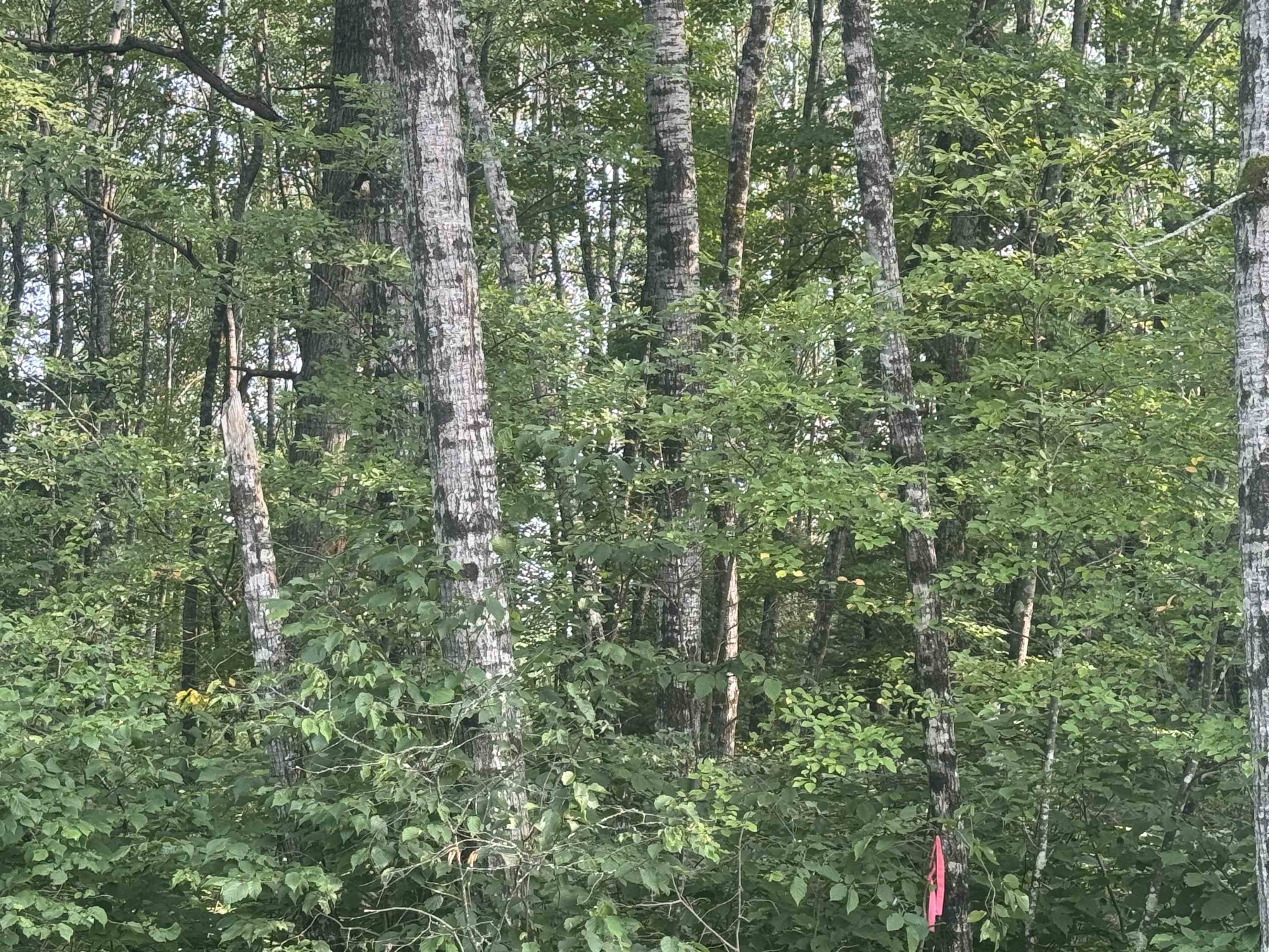 ON SCHALLOCK ROAD, Crandon, Wisconsin 54520, ,Land,For Sale,ON SCHALLOCK ROAD,22503947