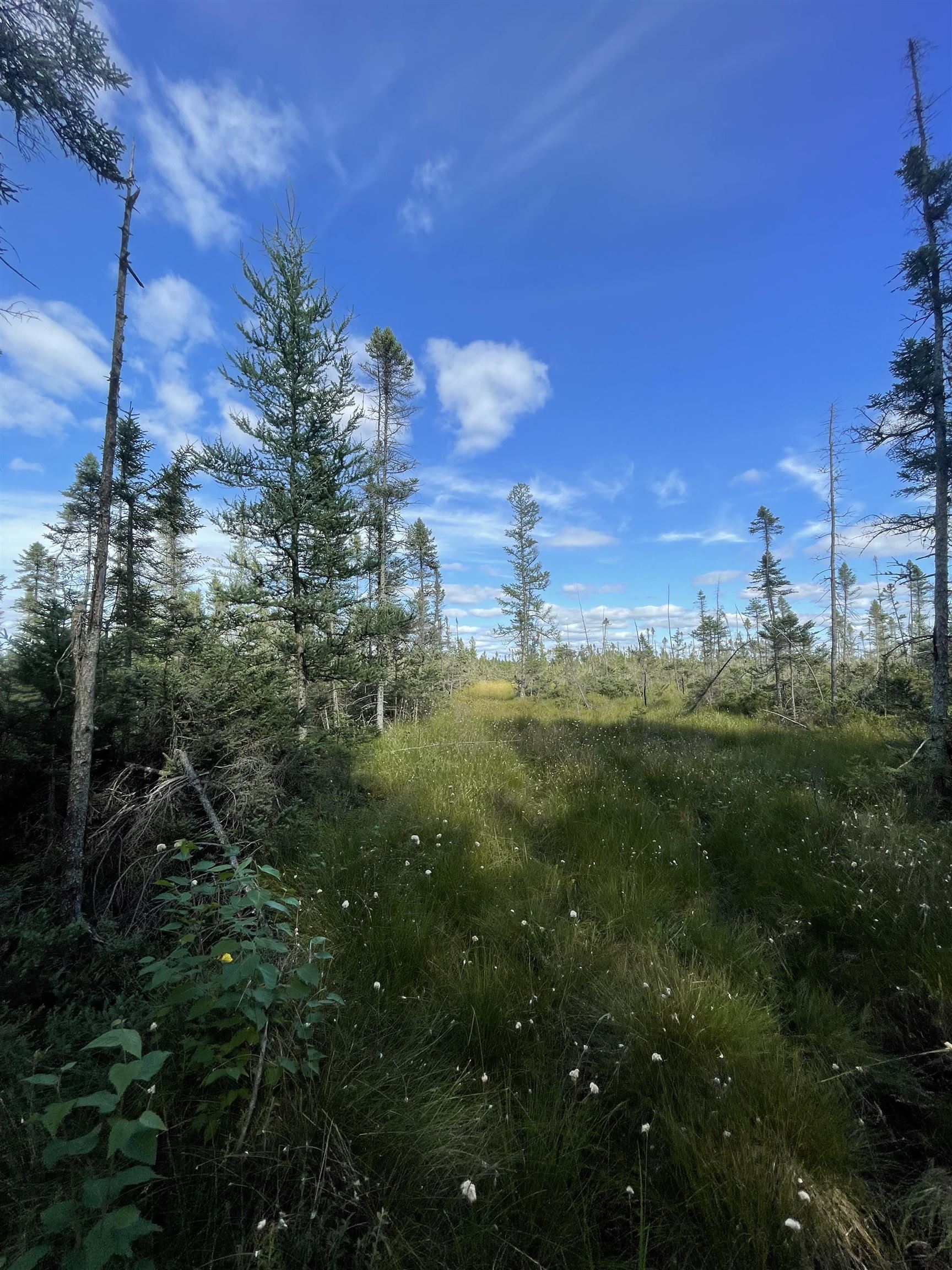 SWAMP ROAD, Tomahawk, Wisconsin 54487, ,Land,For Sale,SWAMP ROAD,22504052