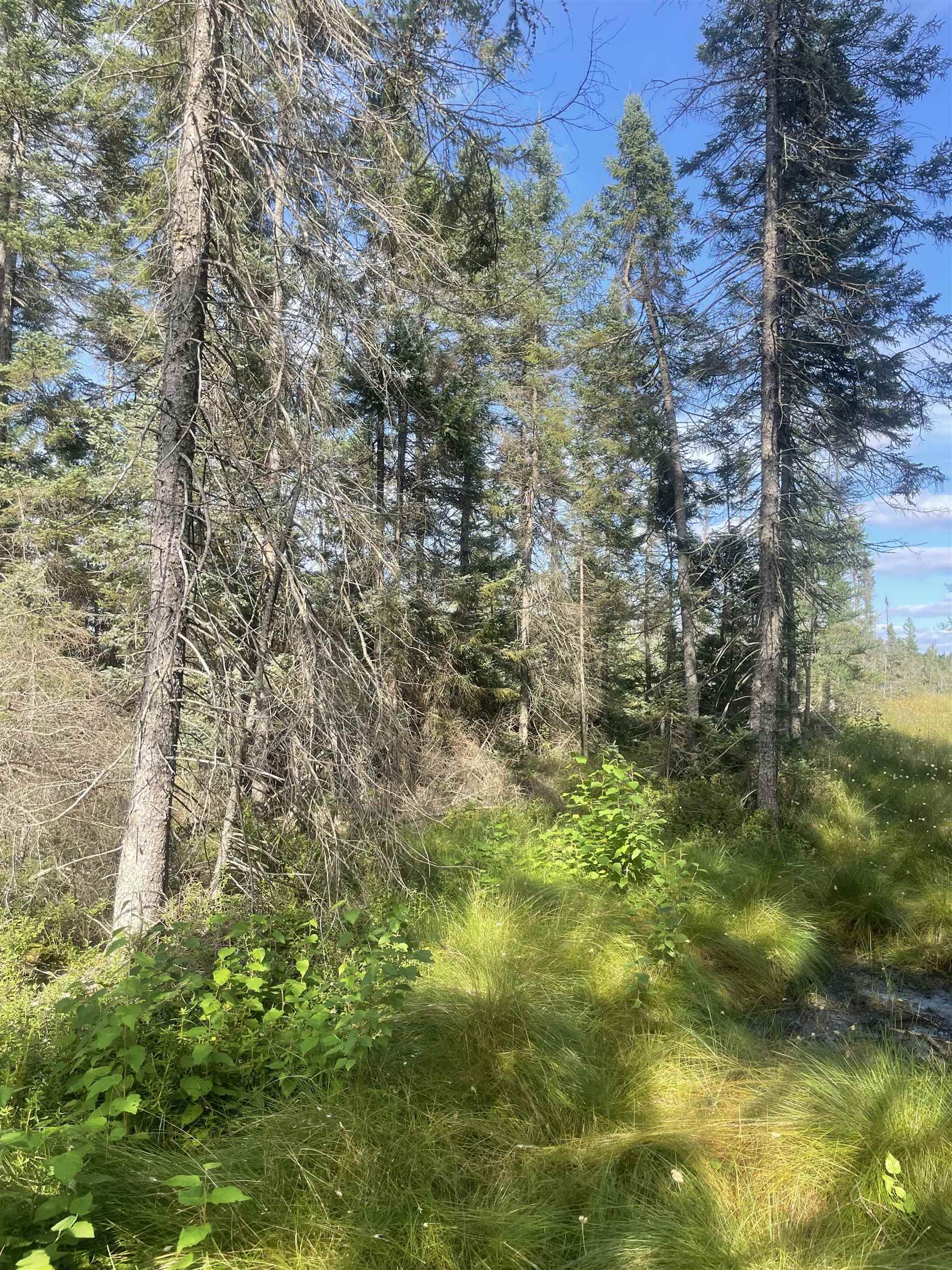 SWAMP ROAD, Tomahawk, Wisconsin 54487, ,Land,For Sale,SWAMP ROAD,22504052