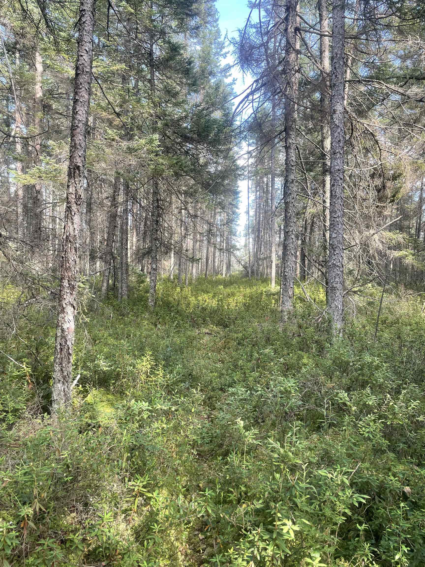 SWAMP ROAD, Tomahawk, Wisconsin 54487, ,Land,For Sale,SWAMP ROAD,22504052