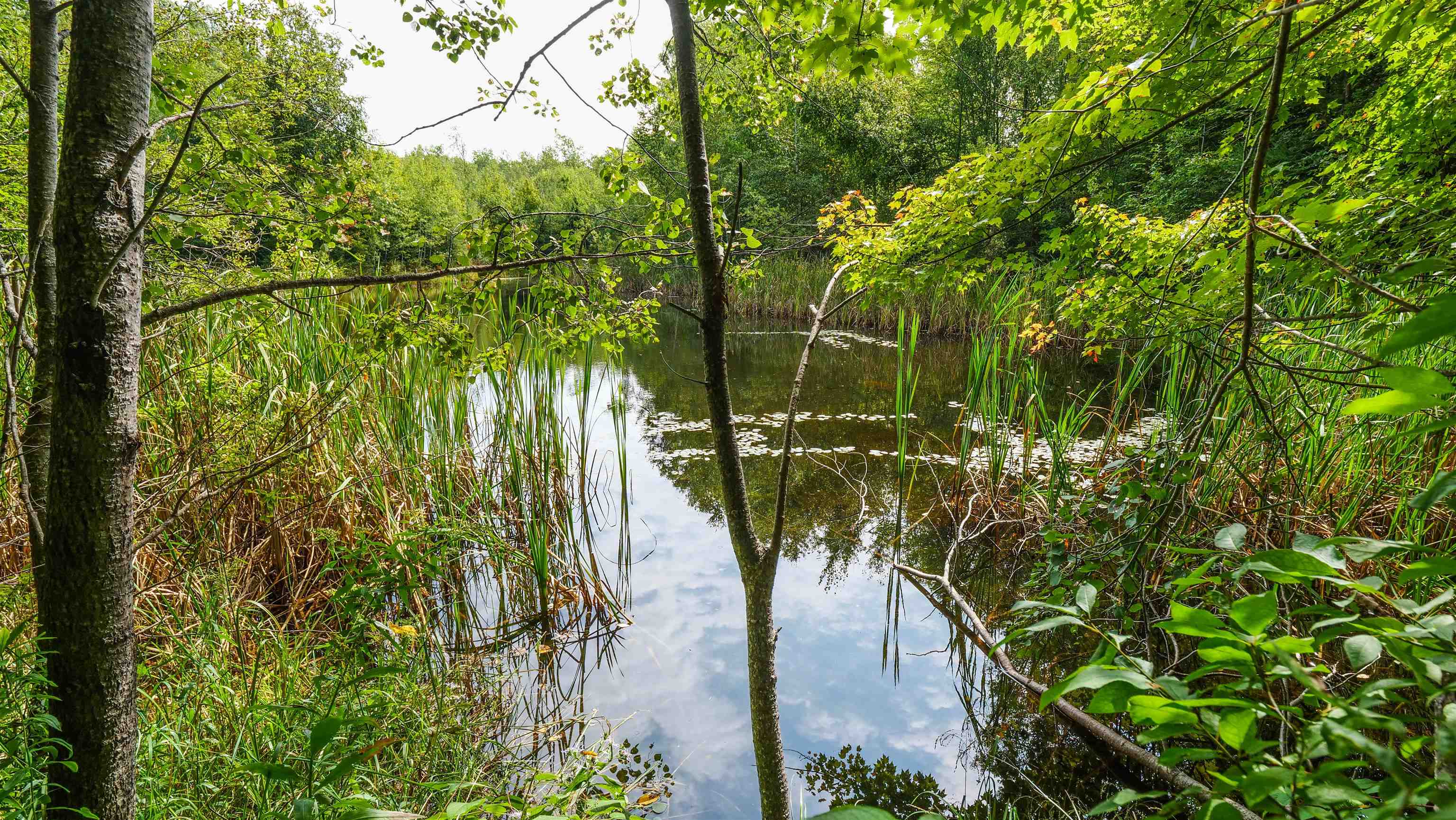 N9417 COUNTY ROAD H, Gleason, Wisconsin 54435, 3 Bedrooms Bedrooms, ,3 BathroomsBathrooms,Residential,For Sale,N9417 COUNTY ROAD H,22504316