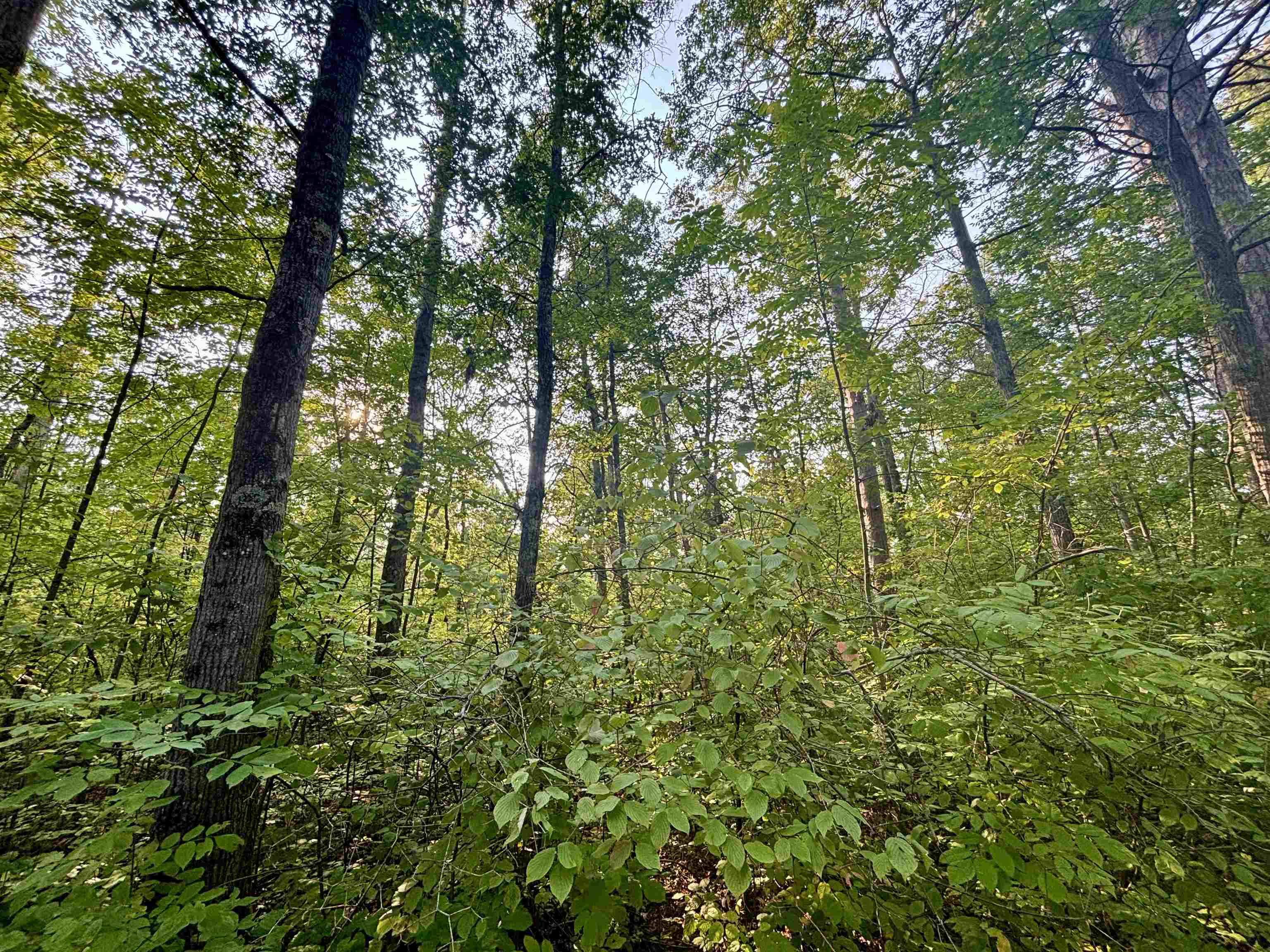 .55A On Scipio Ave, HAYWARD, Wisconsin 54843, ,Land,For Sale,.55A On Scipio Ave,22504465