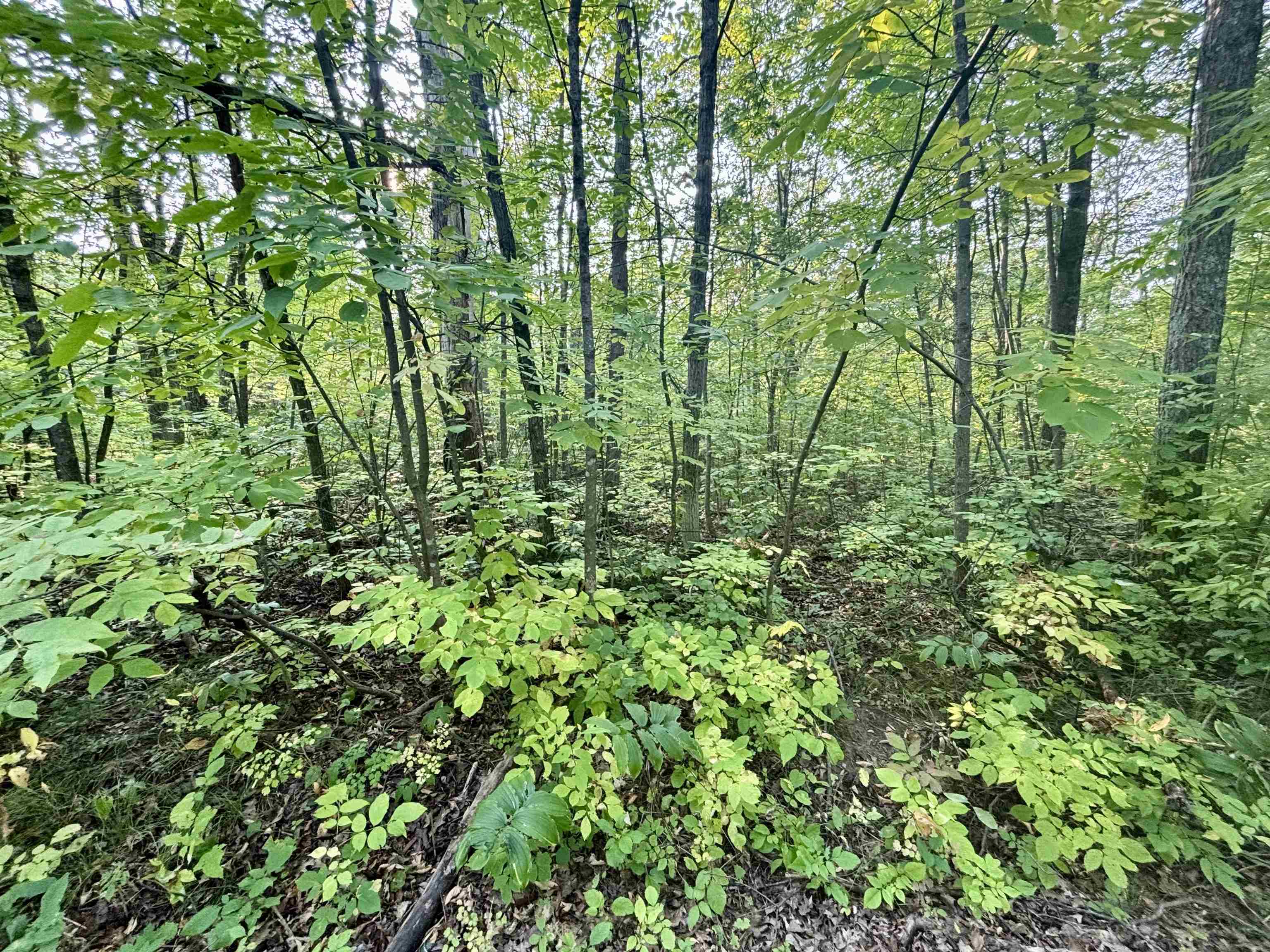 .55A On Scipio Ave, HAYWARD, Wisconsin 54843, ,Land,For Sale,.55A On Scipio Ave,22504465