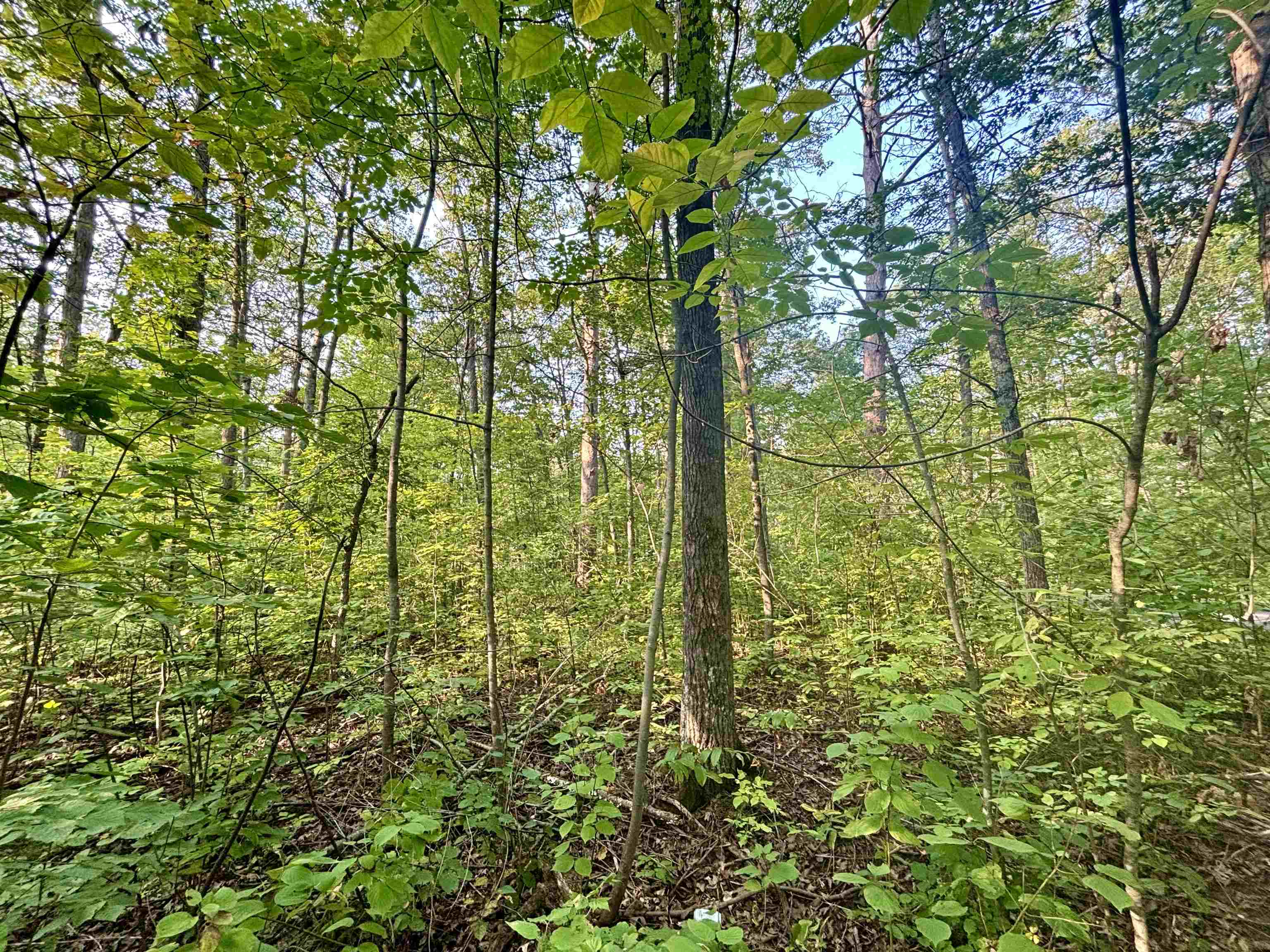 .55A On Scipio Ave, HAYWARD, Wisconsin 54843, ,Land,For Sale,.55A On Scipio Ave,22504465