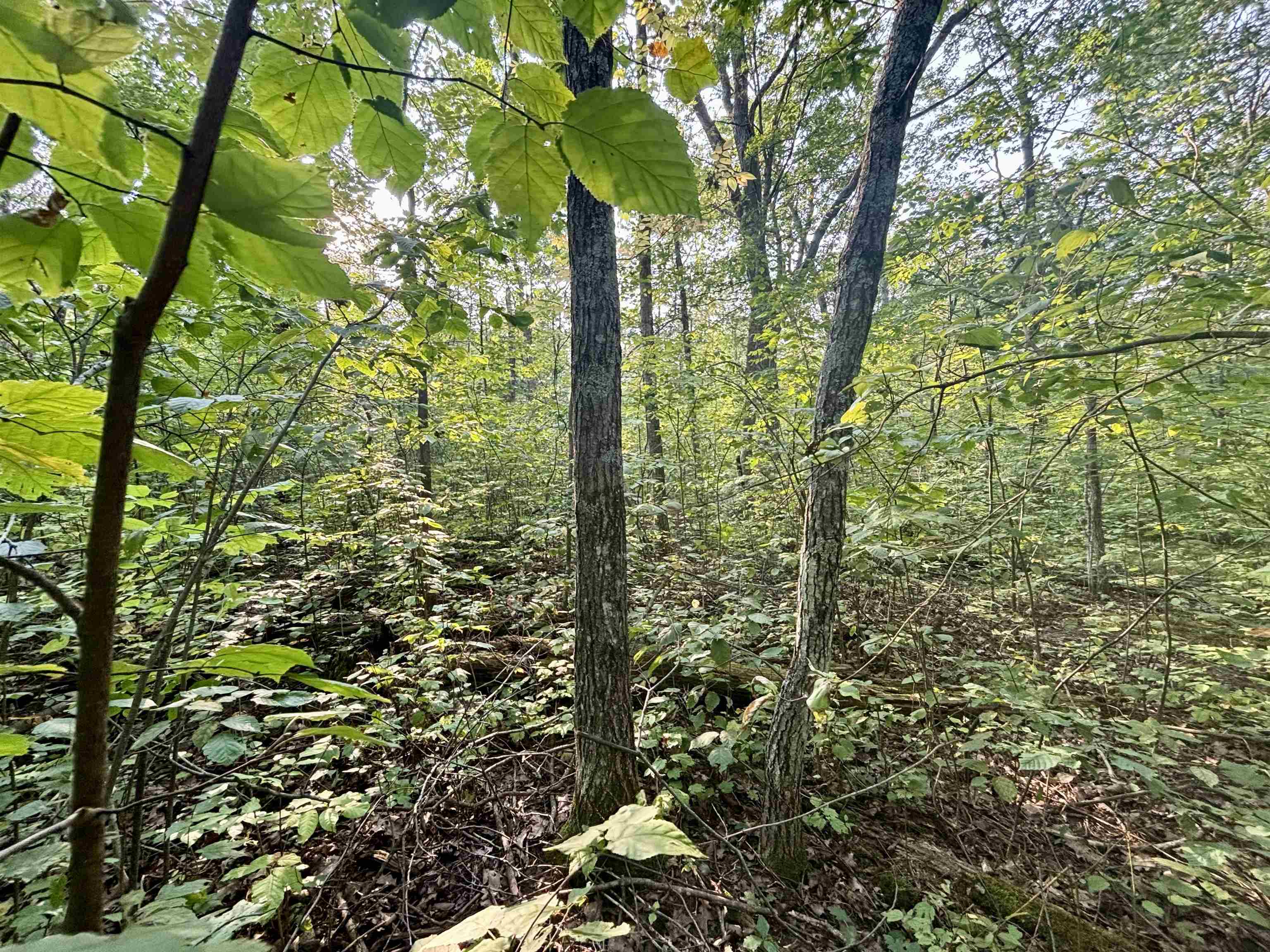 .55A On Scipio Ave, HAYWARD, Wisconsin 54843, ,Land,For Sale,.55A On Scipio Ave,22504465