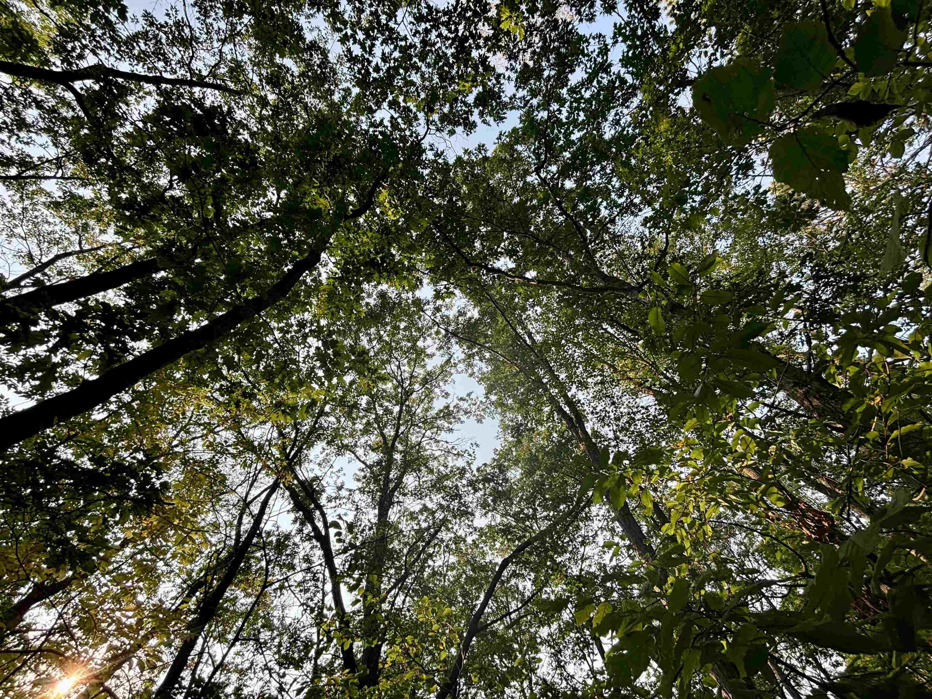 .55A On Scipio Ave, HAYWARD, Wisconsin 54843, ,Land,For Sale,.55A On Scipio Ave,22504465