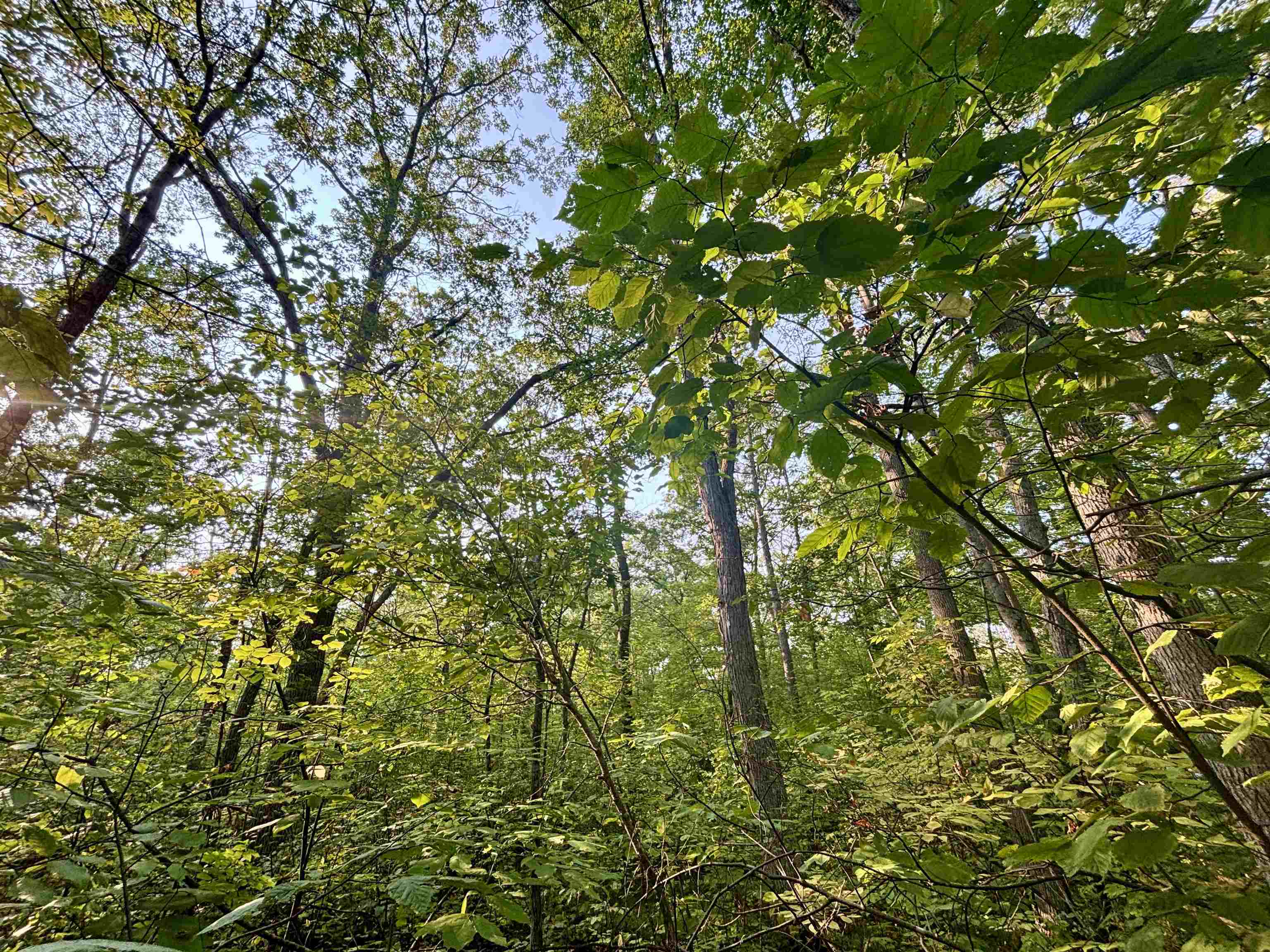 .55A On Scipio Ave, HAYWARD, Wisconsin 54843, ,Land,For Sale,.55A On Scipio Ave,22504465