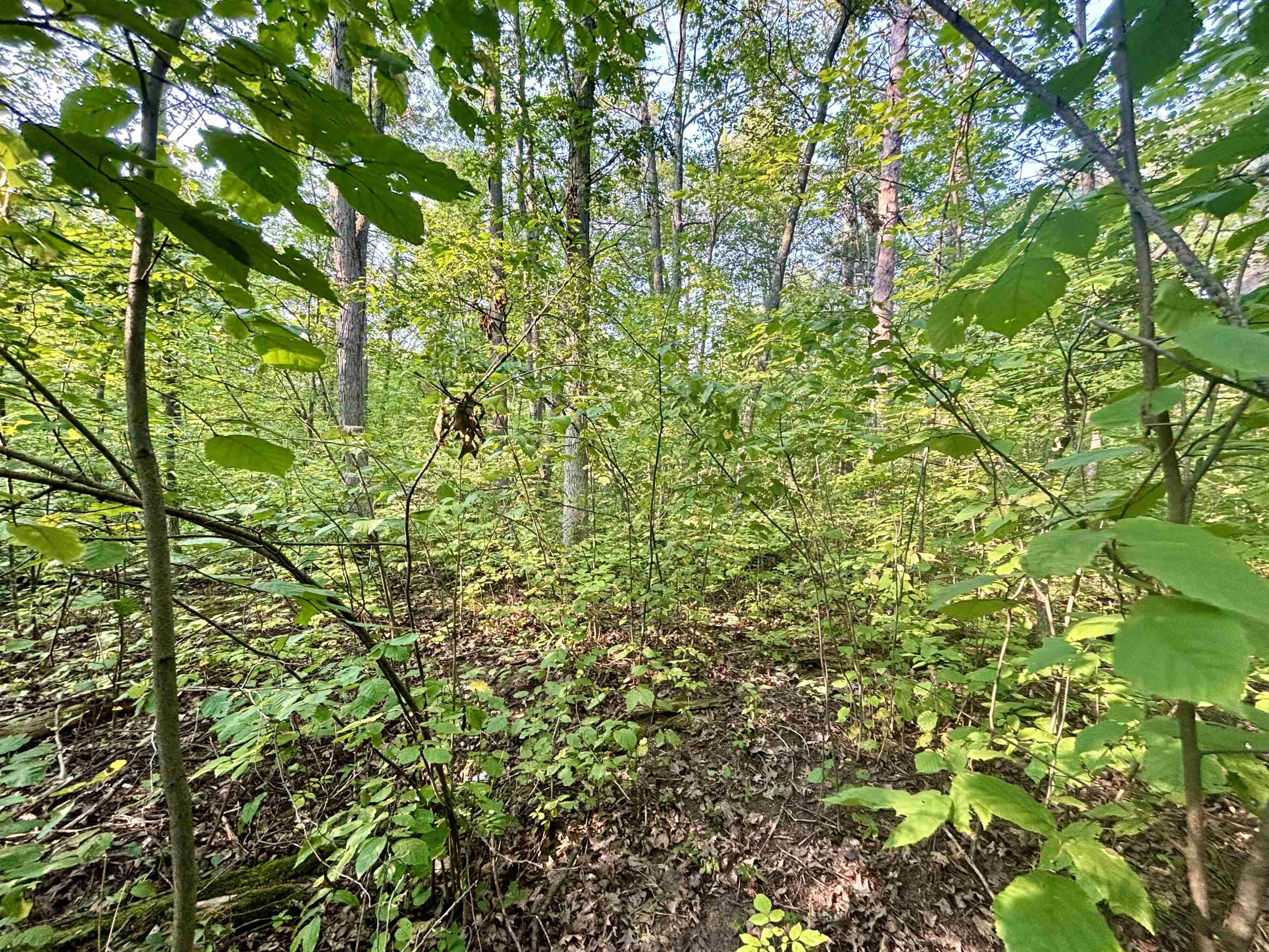 .55A On Scipio Ave, HAYWARD, Wisconsin 54843, ,Land,For Sale,.55A On Scipio Ave,22504465