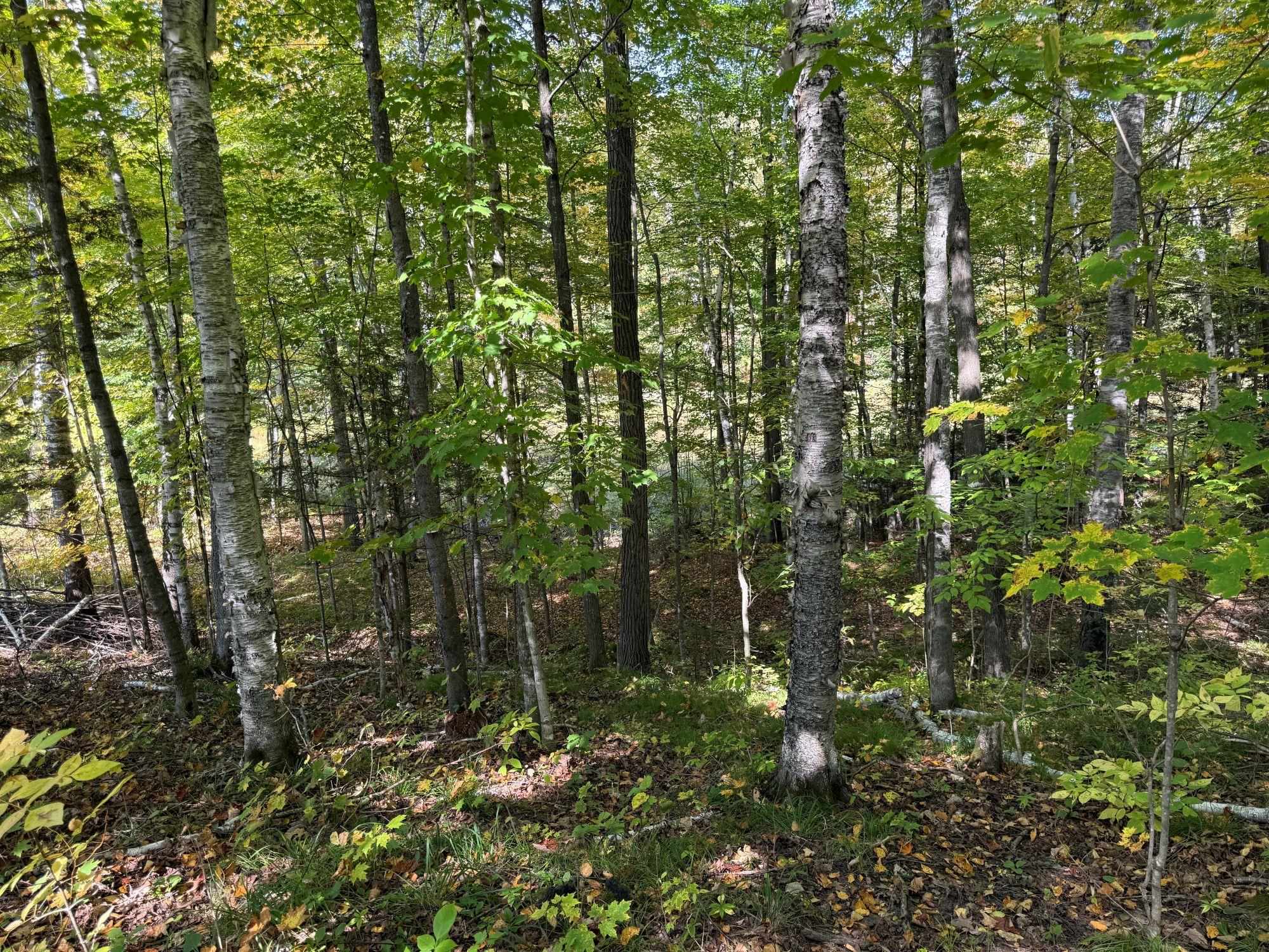 W9196 BIRCHWOOD LANE, Deerbrook, Wisconsin 54424, 2 Bedrooms Bedrooms, ,1 BathroomBathrooms,Residential,For Sale,W9196 BIRCHWOOD LANE,22504500