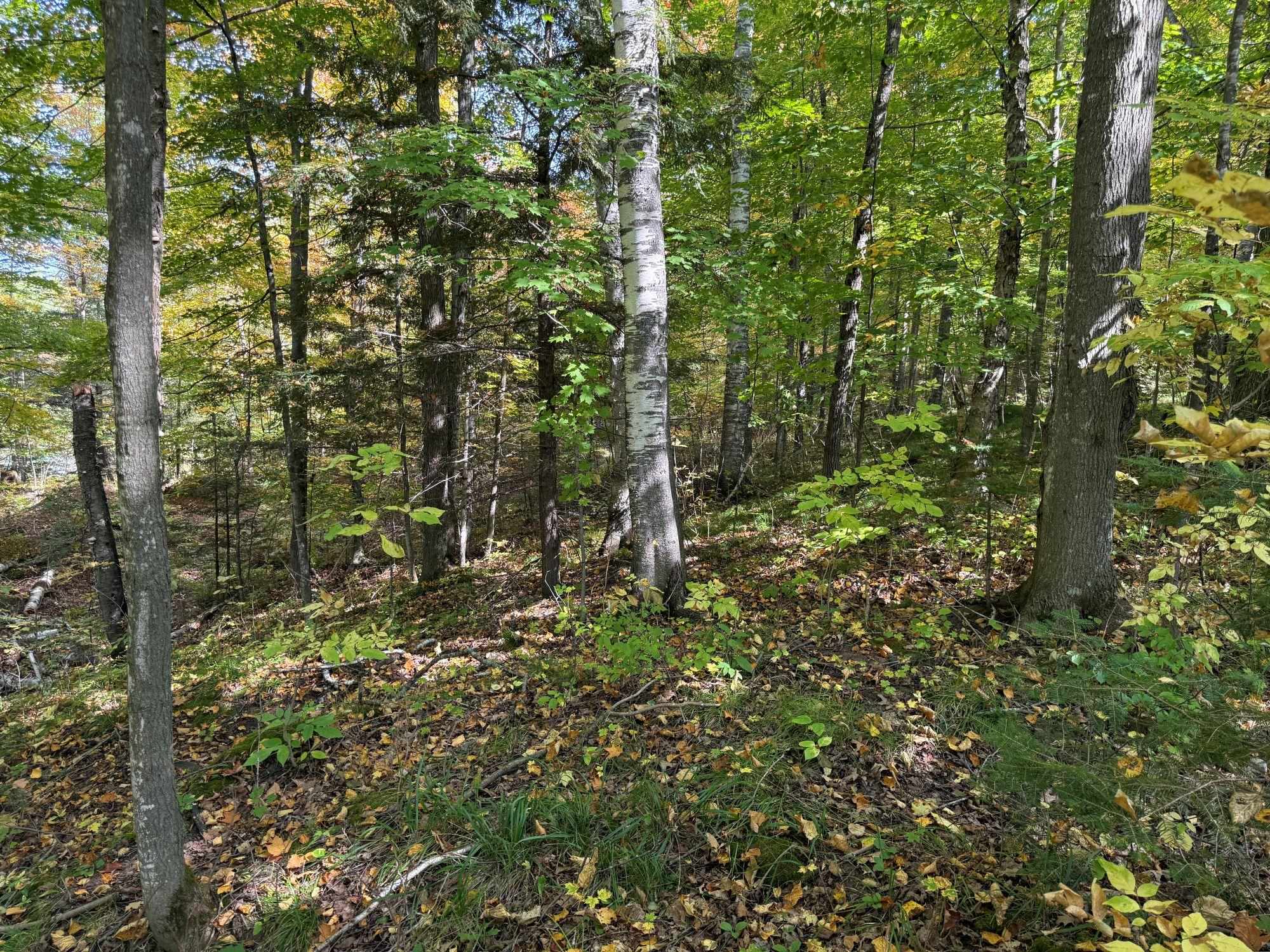 W9196 BIRCHWOOD LANE, Deerbrook, Wisconsin 54424, 2 Bedrooms Bedrooms, ,1 BathroomBathrooms,Residential,For Sale,W9196 BIRCHWOOD LANE,22504500