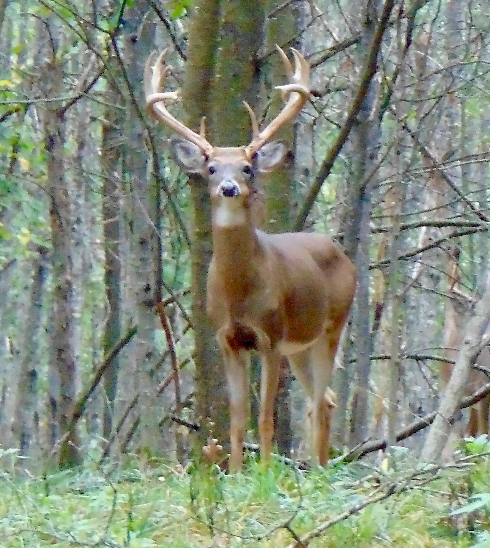 9880 SIEMERING DRIVE, Tomahawk, Wisconsin 54487, ,Commercial/industrial,For Sale,9880 SIEMERING DRIVE,22504528