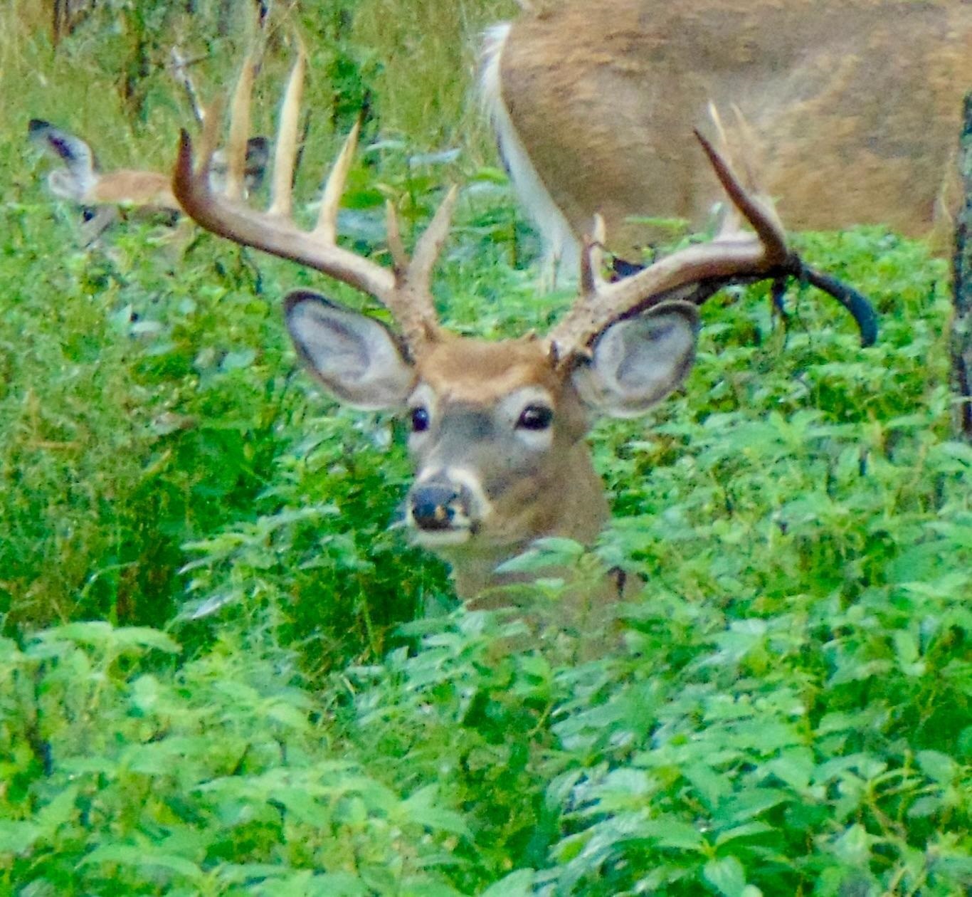 9880 SIEMERING DRIVE, Tomahawk, Wisconsin 54487, ,Commercial/industrial,For Sale,9880 SIEMERING DRIVE,22504528