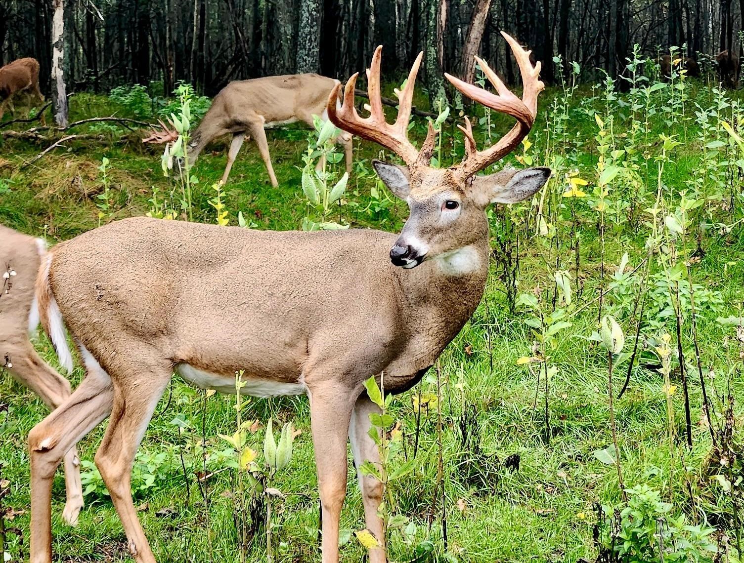 9880 SIEMERING DRIVE, Tomahawk, Wisconsin 54487, ,Commercial/industrial,For Sale,9880 SIEMERING DRIVE,22504528