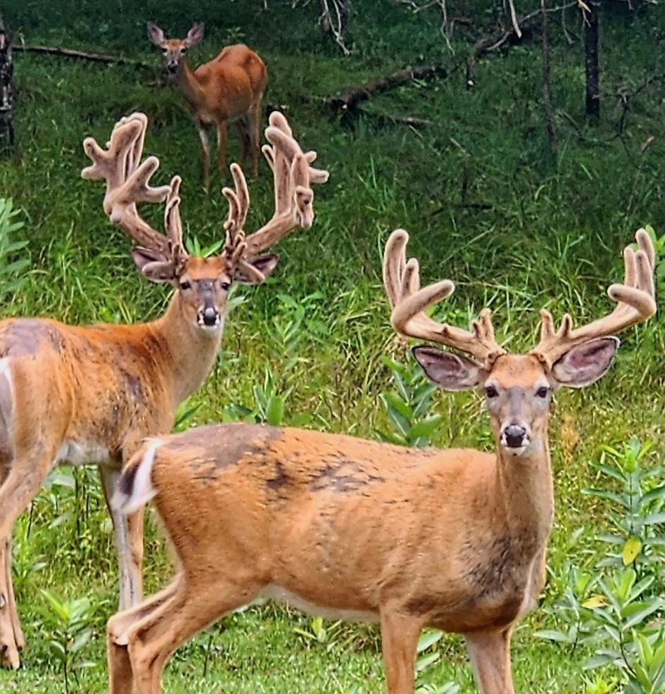 9880 SIEMERING DRIVE, Tomahawk, Wisconsin 54487, ,Commercial/industrial,For Sale,9880 SIEMERING DRIVE,22504528