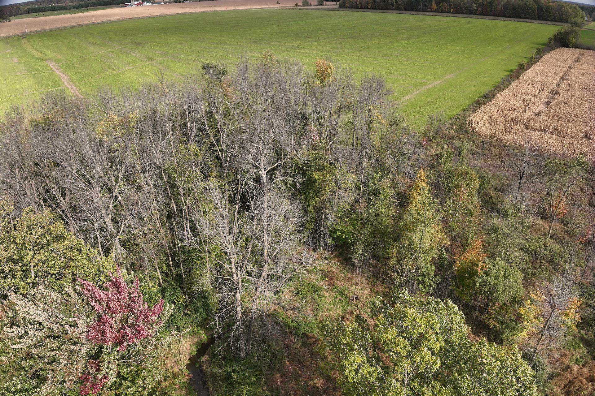 42.610 acres COUNTY ROAD O, Greenwood, Wisconsin 54437, ,Land,For Sale,42.610 acres COUNTY ROAD O,22504921