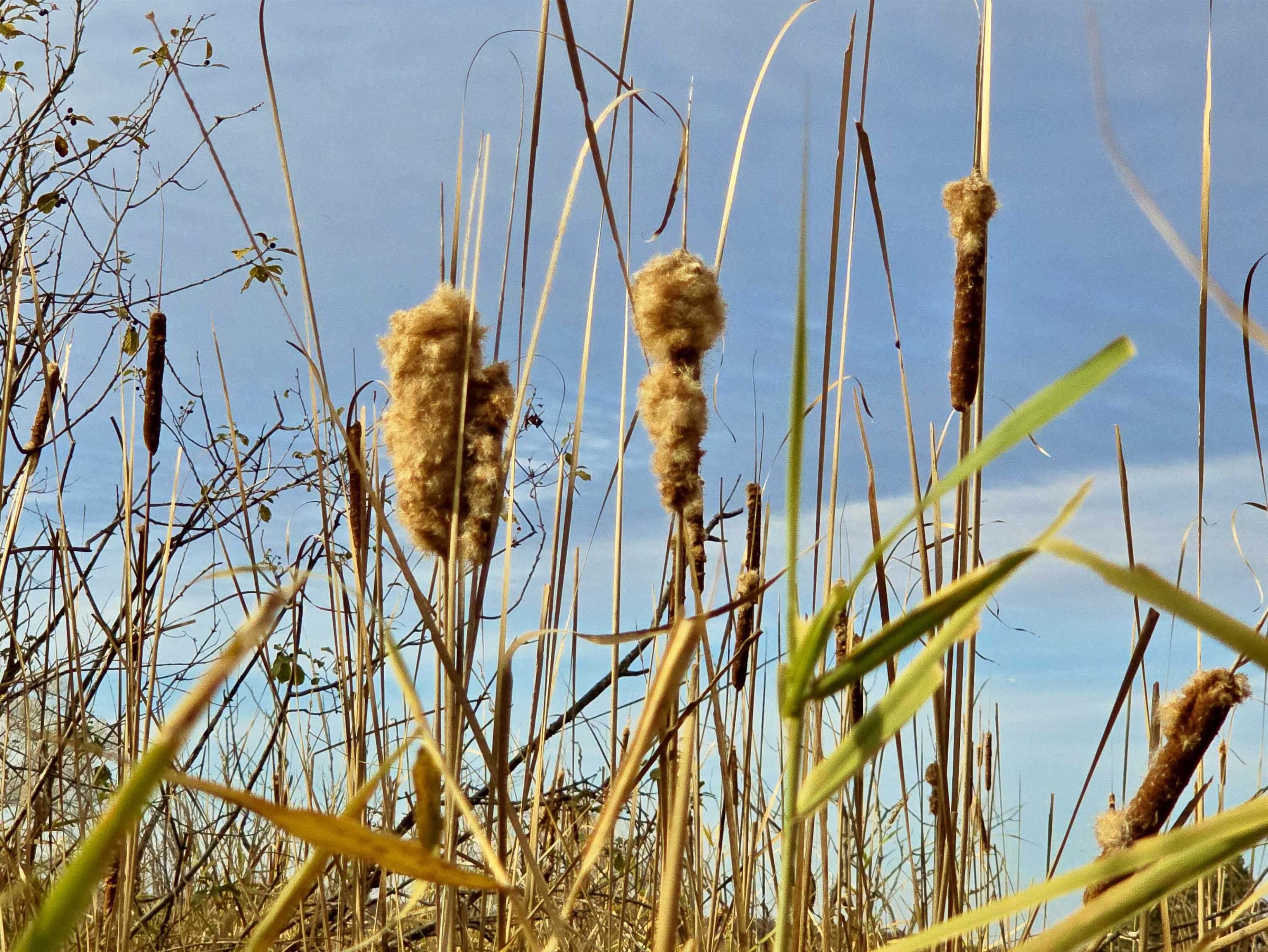 4.89 Acres At N GALVIN AVENUE, Marshfield, Wisconsin 54449, ,Land,For Sale,4.89 Acres At N GALVIN AVENUE,22505328