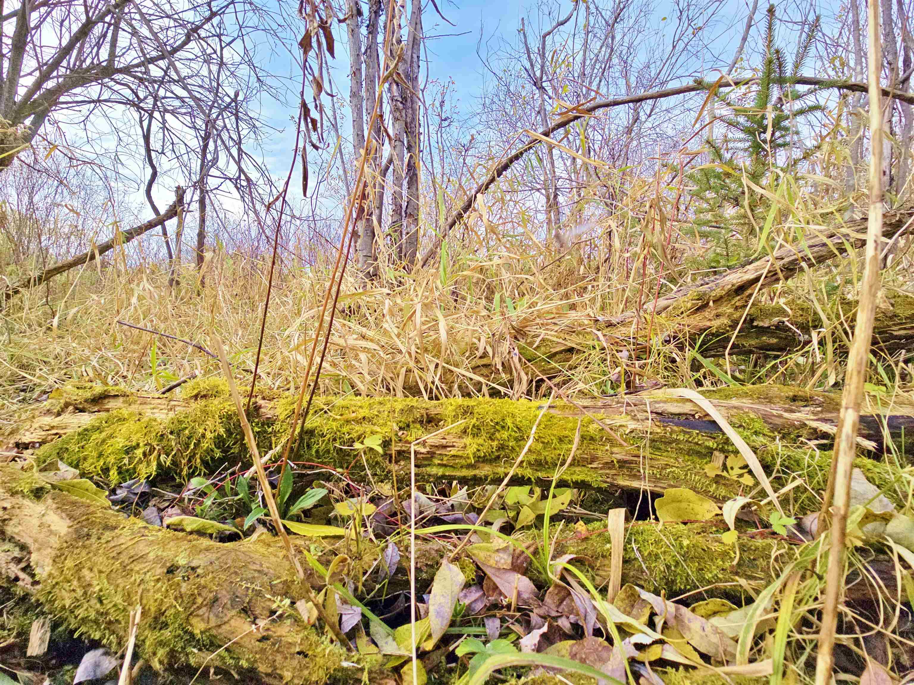 4.89 Acres At N GALVIN AVENUE, Marshfield, Wisconsin 54449, ,Land,For Sale,4.89 Acres At N GALVIN AVENUE,22505328