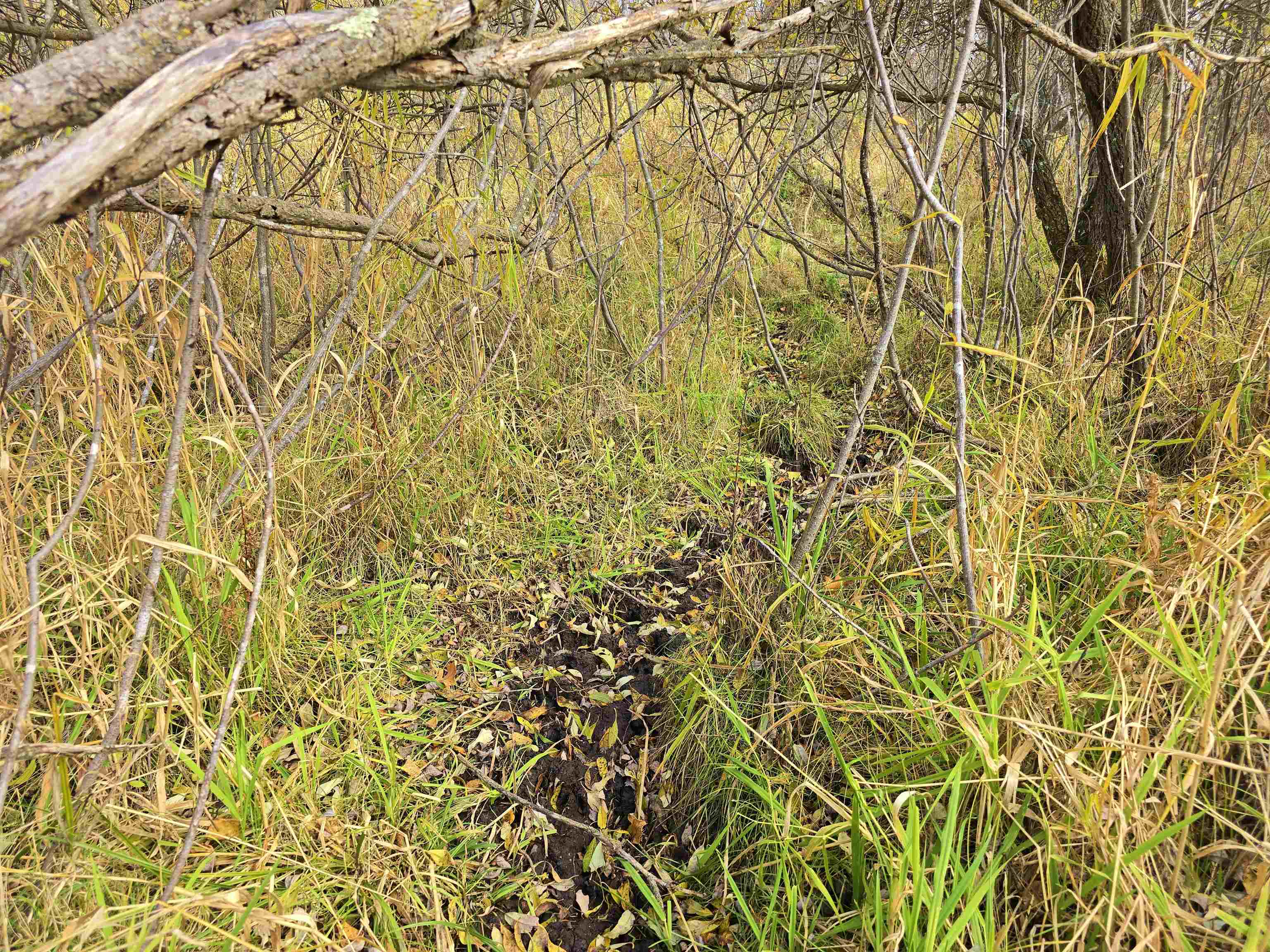 4.89 Acres At N GALVIN AVENUE, Marshfield, Wisconsin 54449, ,Land,For Sale,4.89 Acres At N GALVIN AVENUE,22505328