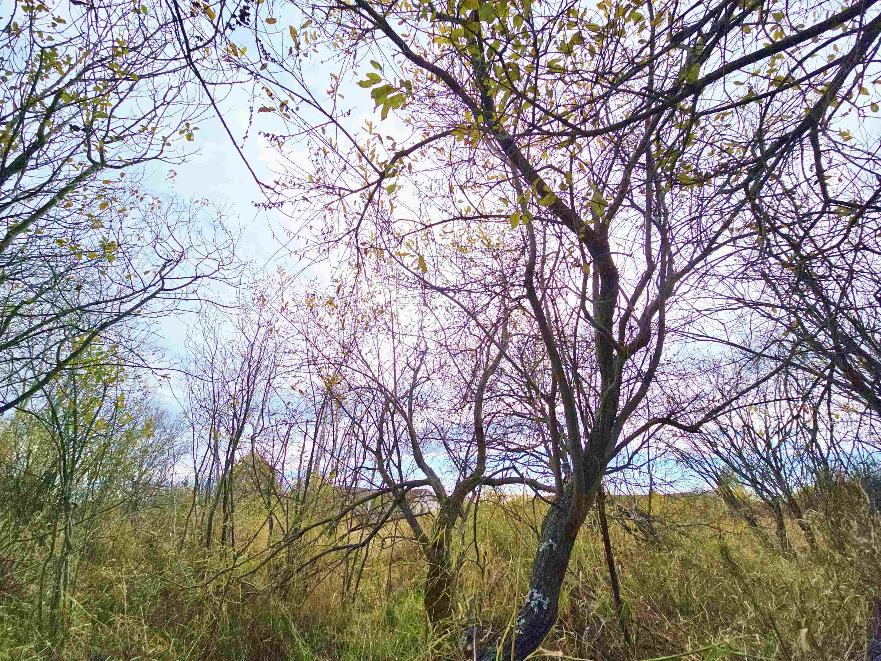 4.89 Acres At N GALVIN AVENUE, Marshfield, Wisconsin 54449, ,Land,For Sale,4.89 Acres At N GALVIN AVENUE,22505328