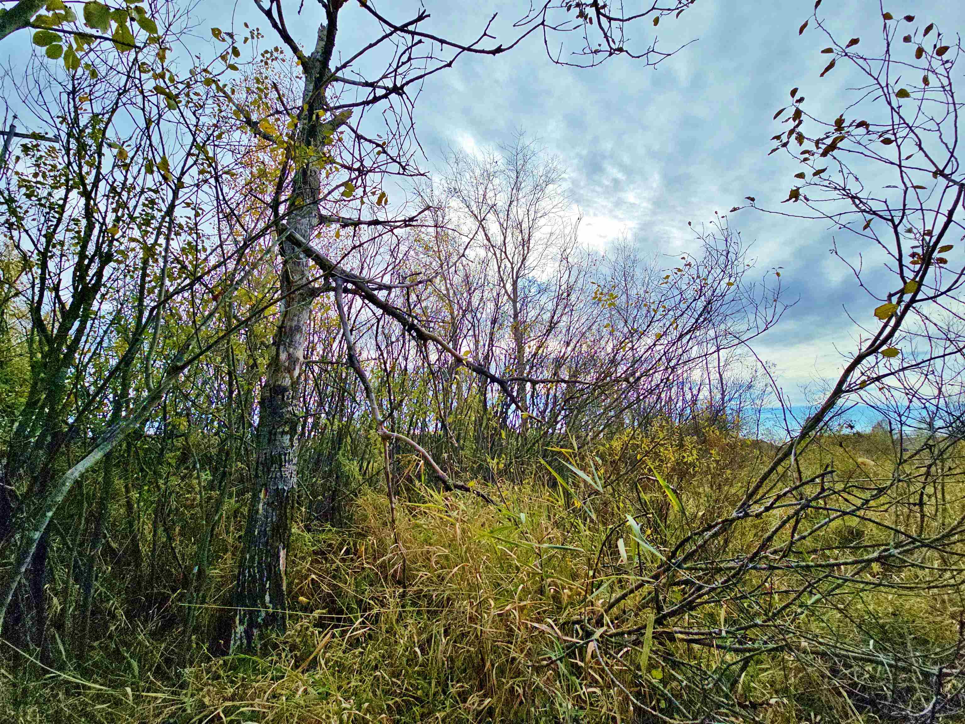 4.89 Acres At N GALVIN AVENUE, Marshfield, Wisconsin 54449, ,Land,For Sale,4.89 Acres At N GALVIN AVENUE,22505328