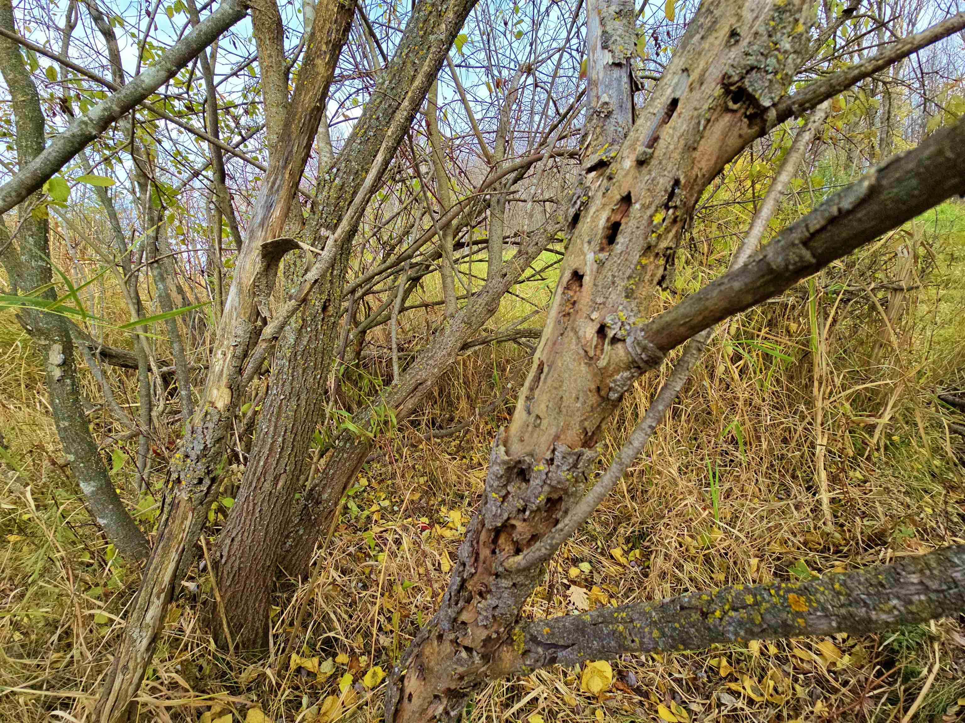 4.89 Acres At N GALVIN AVENUE, Marshfield, Wisconsin 54449, ,Land,For Sale,4.89 Acres At N GALVIN AVENUE,22505328