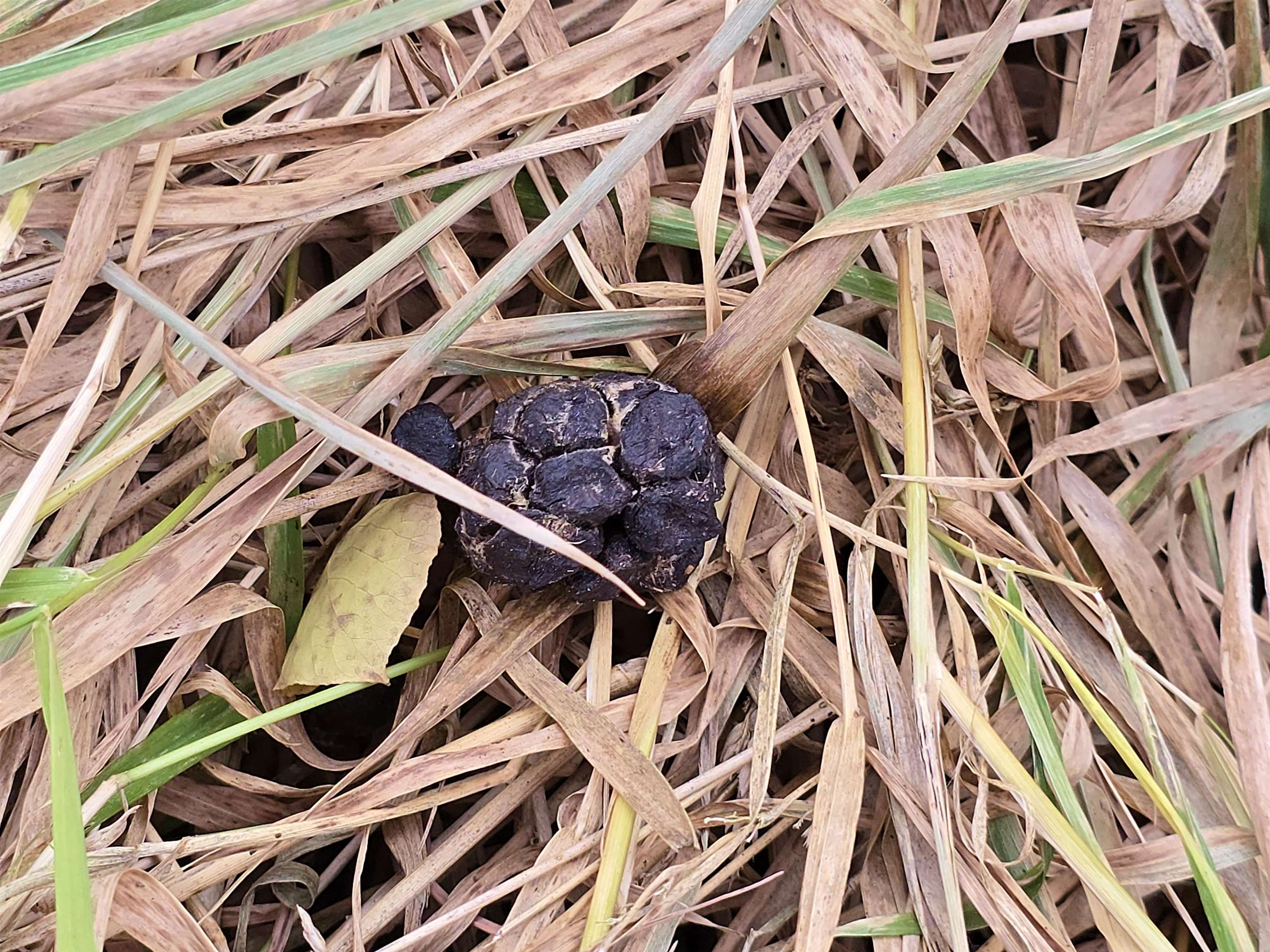 4.89 Acres At N GALVIN AVENUE, Marshfield, Wisconsin 54449, ,Land,For Sale,4.89 Acres At N GALVIN AVENUE,22505328