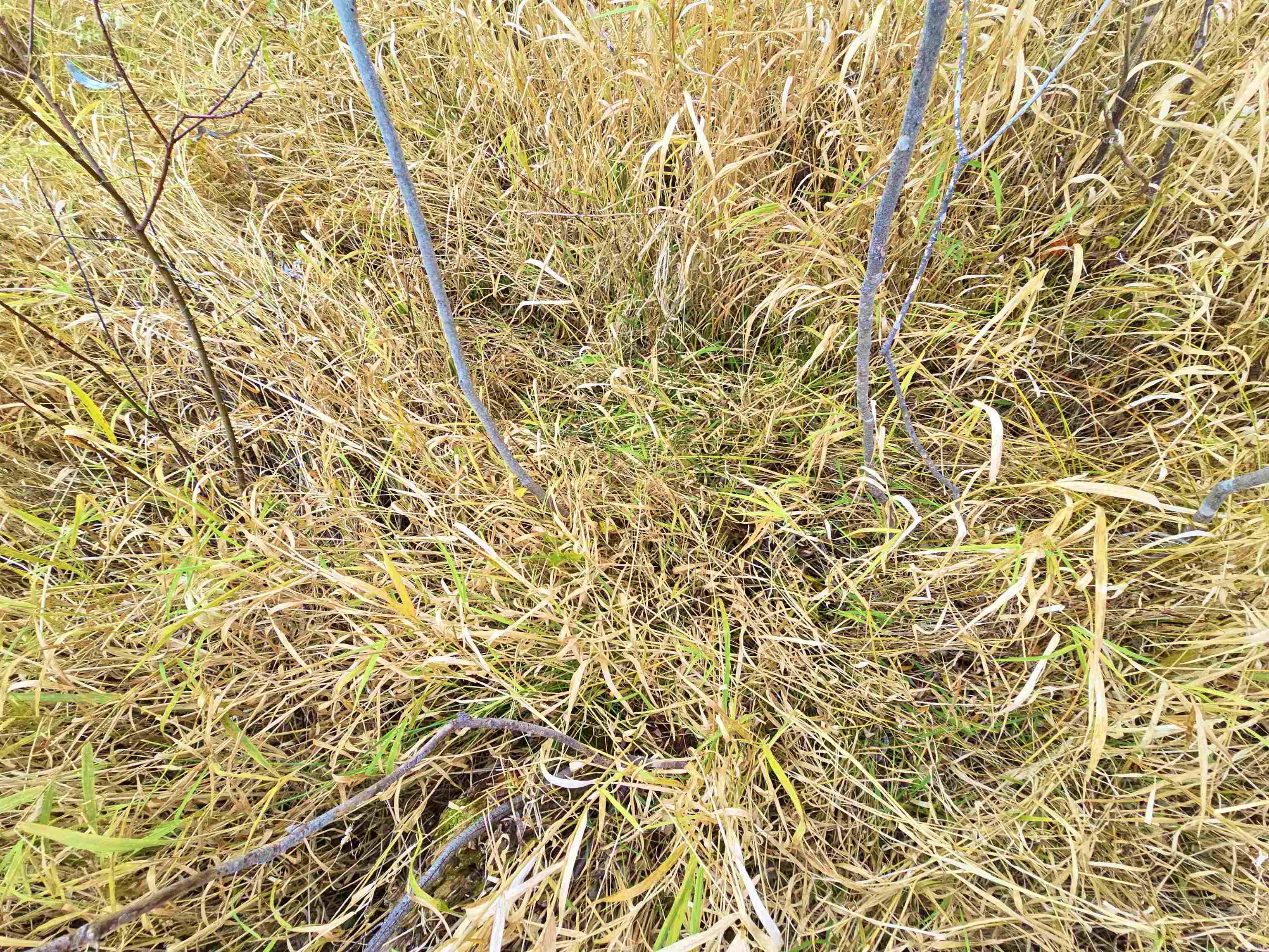 4.89 Acres At N GALVIN AVENUE, Marshfield, Wisconsin 54449, ,Land,For Sale,4.89 Acres At N GALVIN AVENUE,22505328