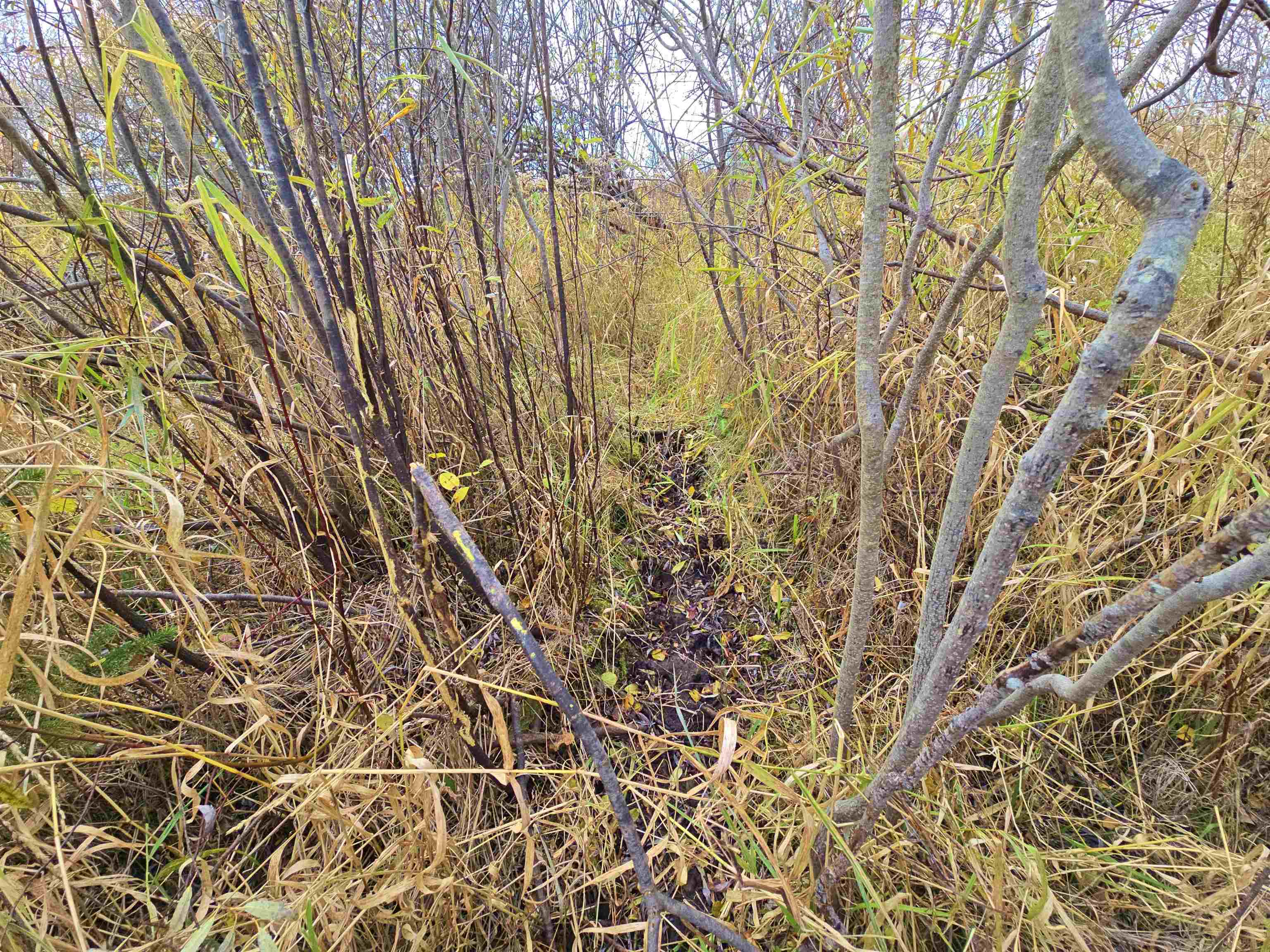 4.89 Acres At N GALVIN AVENUE, Marshfield, Wisconsin 54449, ,Land,For Sale,4.89 Acres At N GALVIN AVENUE,22505328