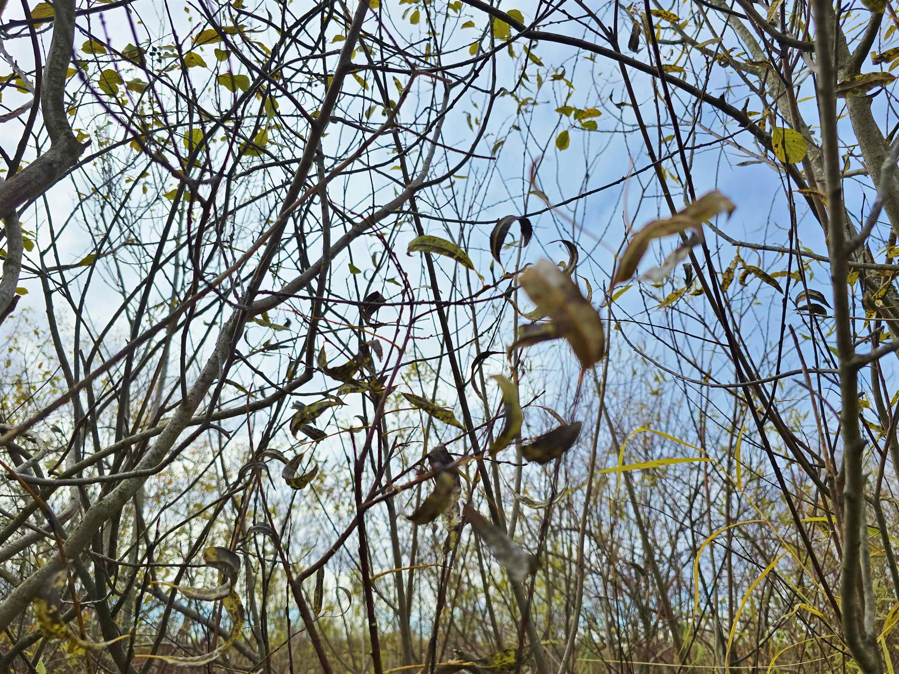 4.89 Acres At N GALVIN AVENUE, Marshfield, Wisconsin 54449, ,Land,For Sale,4.89 Acres At N GALVIN AVENUE,22505328