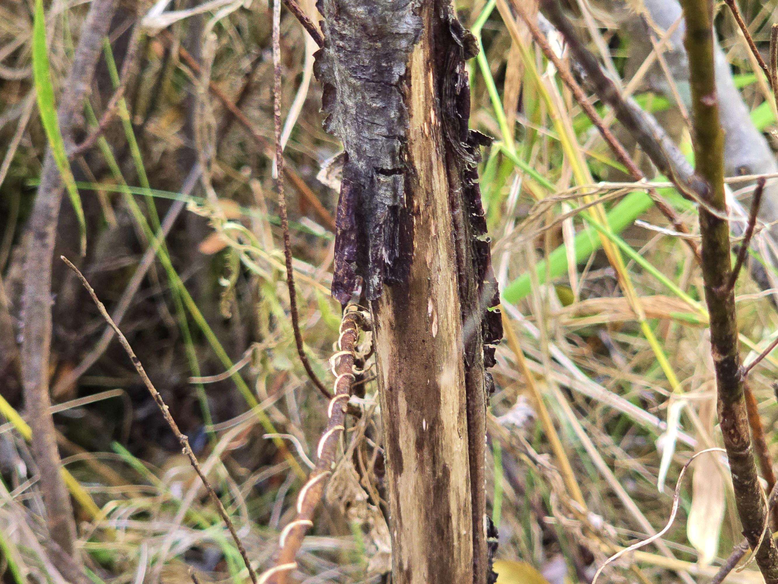 4.89 Acres At N GALVIN AVENUE, Marshfield, Wisconsin 54449, ,Land,For Sale,4.89 Acres At N GALVIN AVENUE,22505328