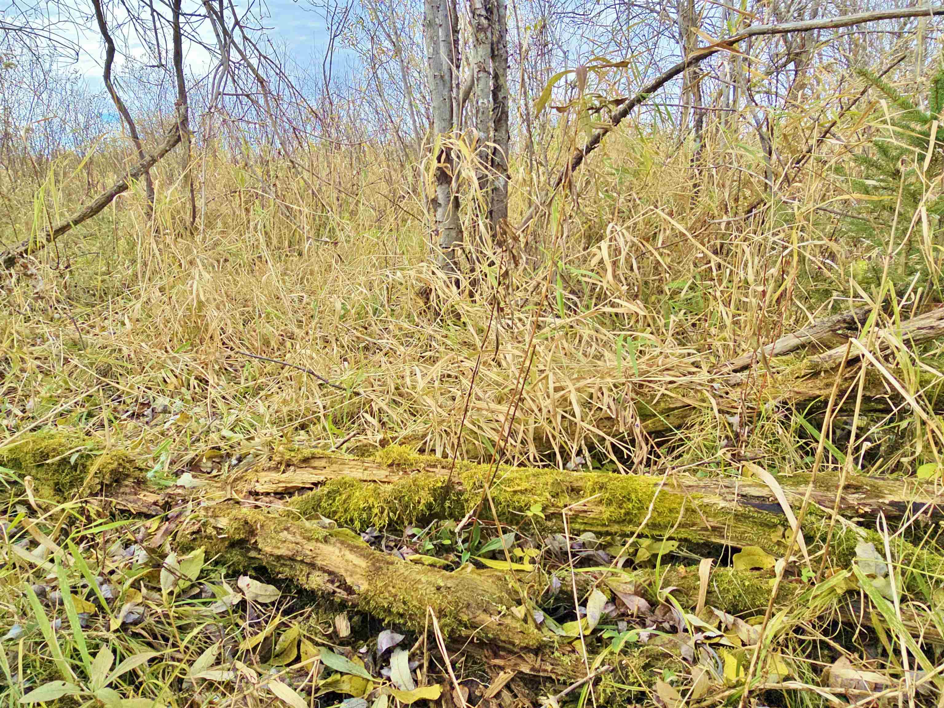 4.89 Acres At N GALVIN AVENUE, Marshfield, Wisconsin 54449, ,Land,For Sale,4.89 Acres At N GALVIN AVENUE,22505328