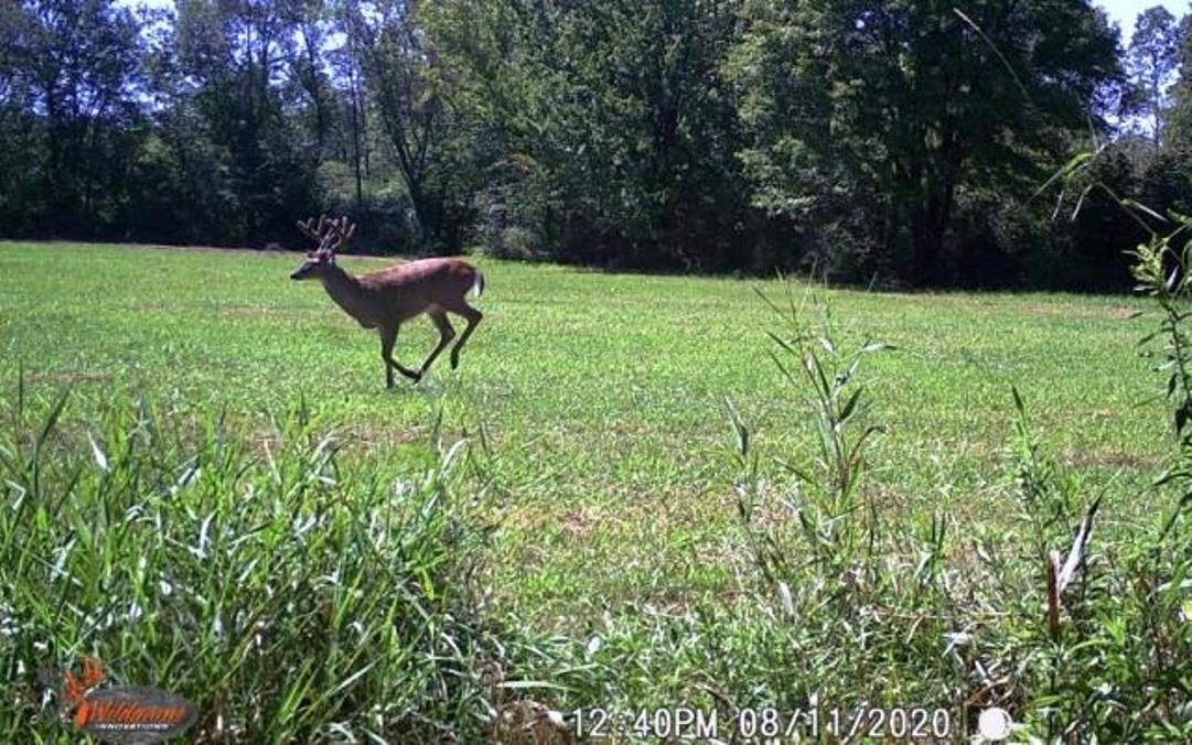 CHICKADEE ROAD, Loyal, Wisconsin 54446, ,Land,For Sale,CHICKADEE ROAD,22505635