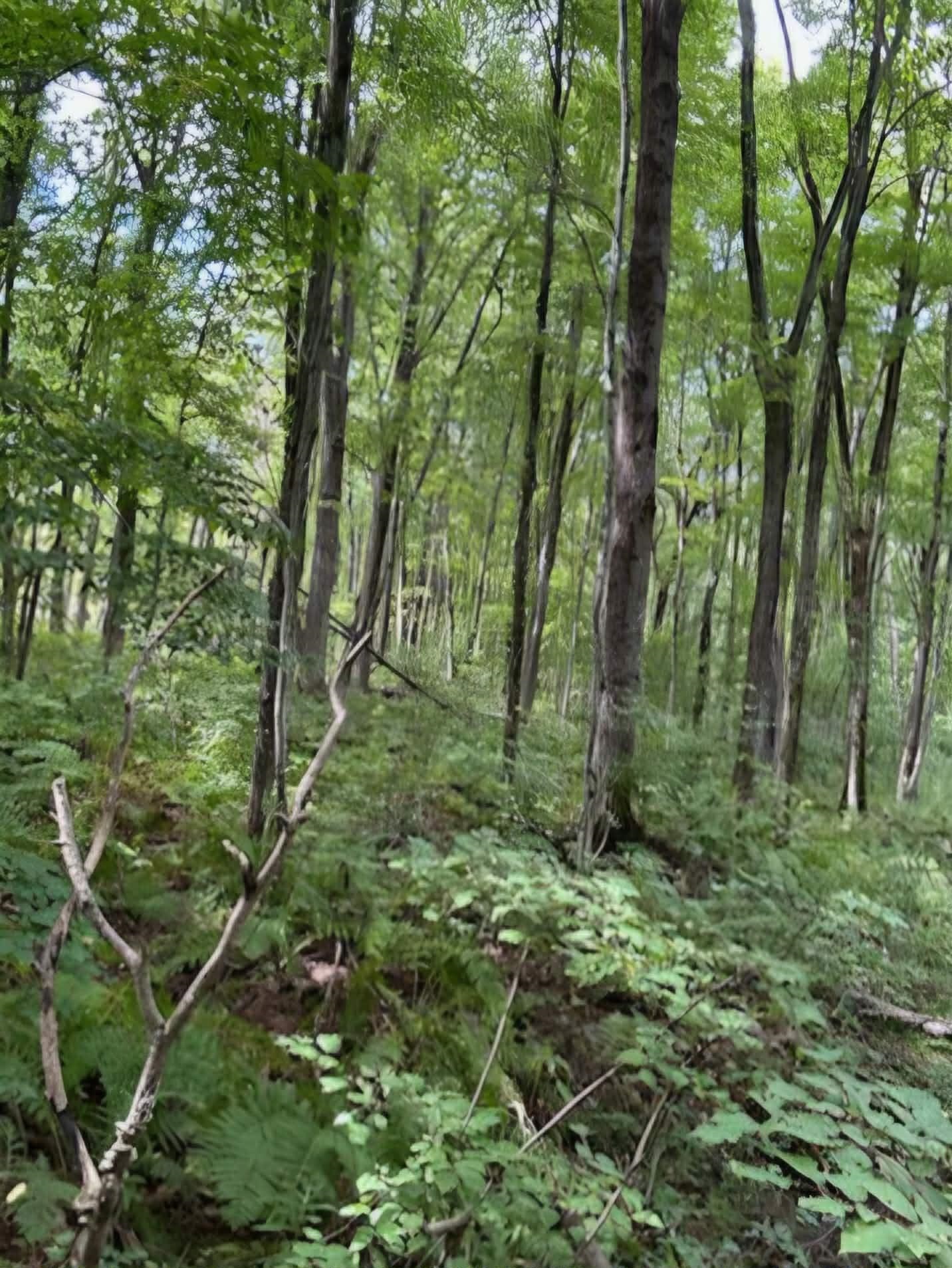 39.94 Acres COUNTY ROAD V, Pittsville, Wisconsin 54466, ,Land,For Sale,39.94 Acres COUNTY ROAD V,22505645