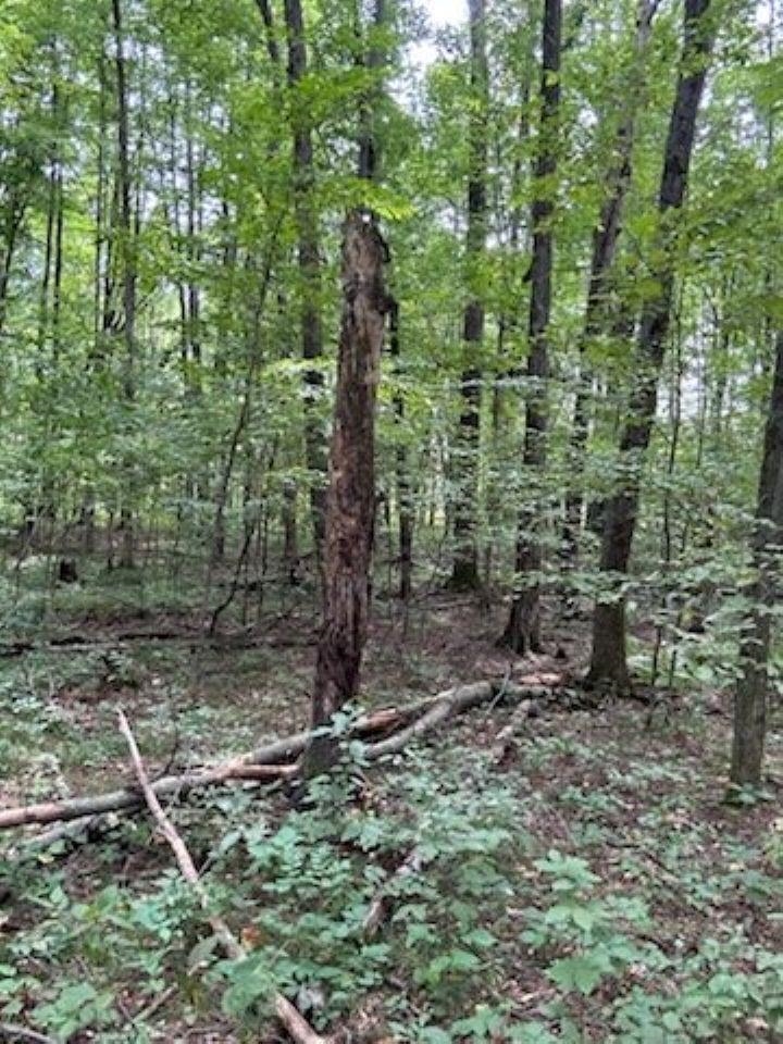 39.94 Acres COUNTY ROAD V, Pittsville, Wisconsin 54466, ,Land,For Sale,39.94 Acres COUNTY ROAD V,22505645