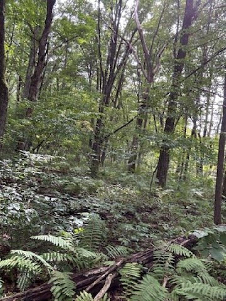 39.94 Acres COUNTY ROAD V, Pittsville, Wisconsin 54466, ,Land,For Sale,39.94 Acres COUNTY ROAD V,22505645