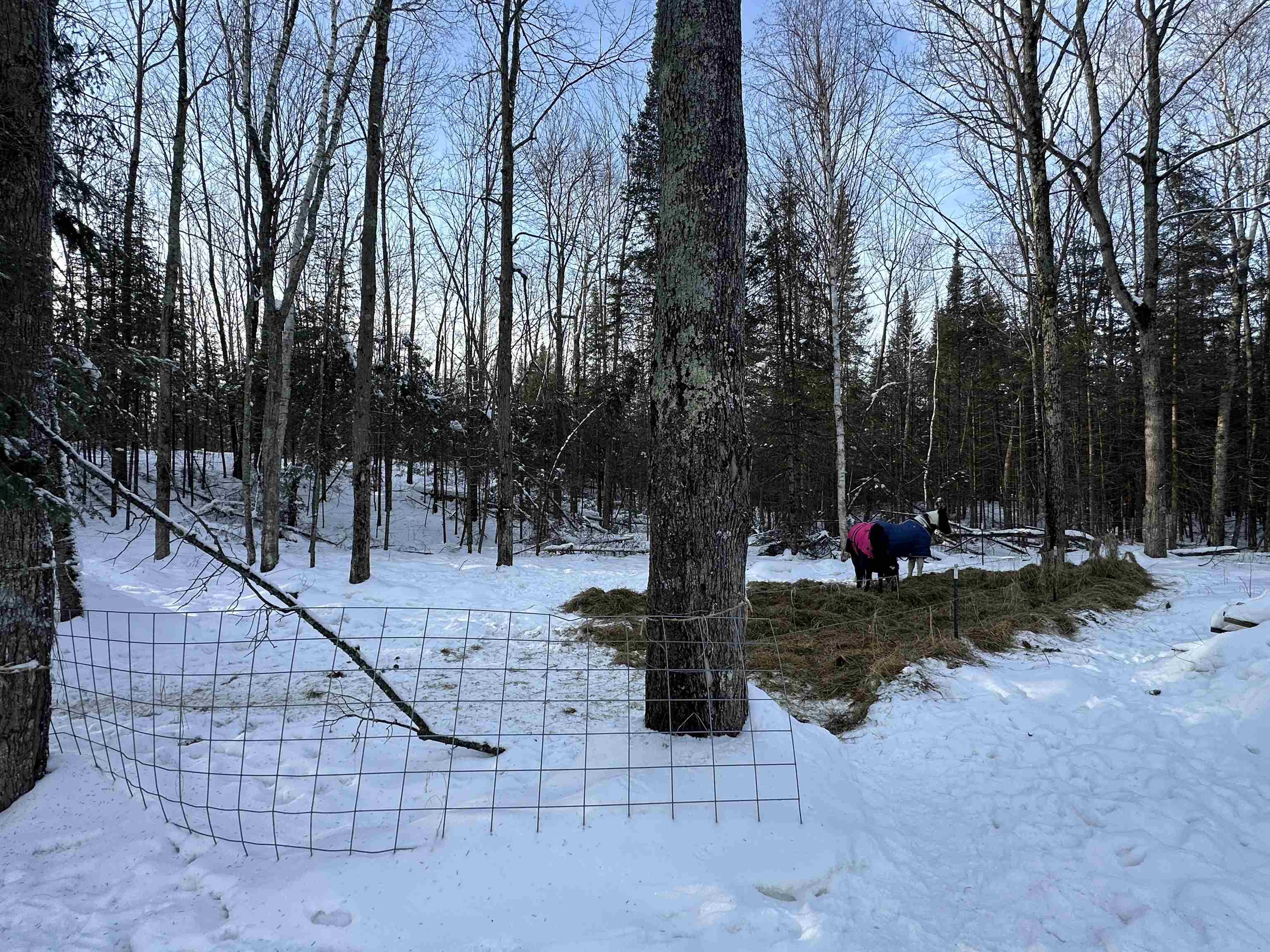 4221 COUNTY ROAD Q, Pelican Lake, Wisconsin 54463, 1 Bedroom Bedrooms, ,1 BathroomBathrooms,Residential,For Sale,4221 COUNTY ROAD Q,22600125