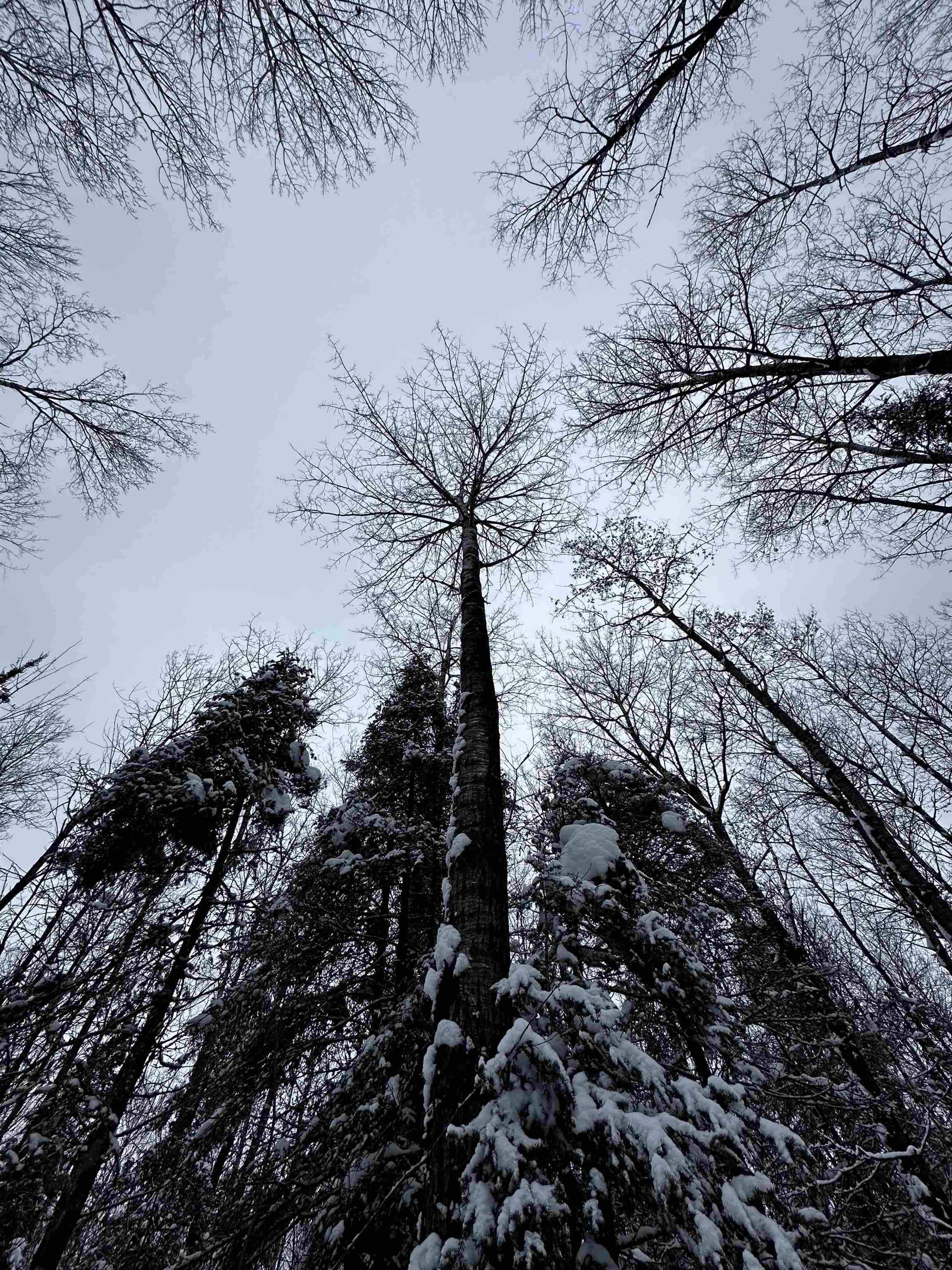 15865 THRASHER ROAD, Alvin, Wisconsin 54542, 2 Bedrooms Bedrooms, ,Residential,For Sale,15865 THRASHER ROAD,22600137