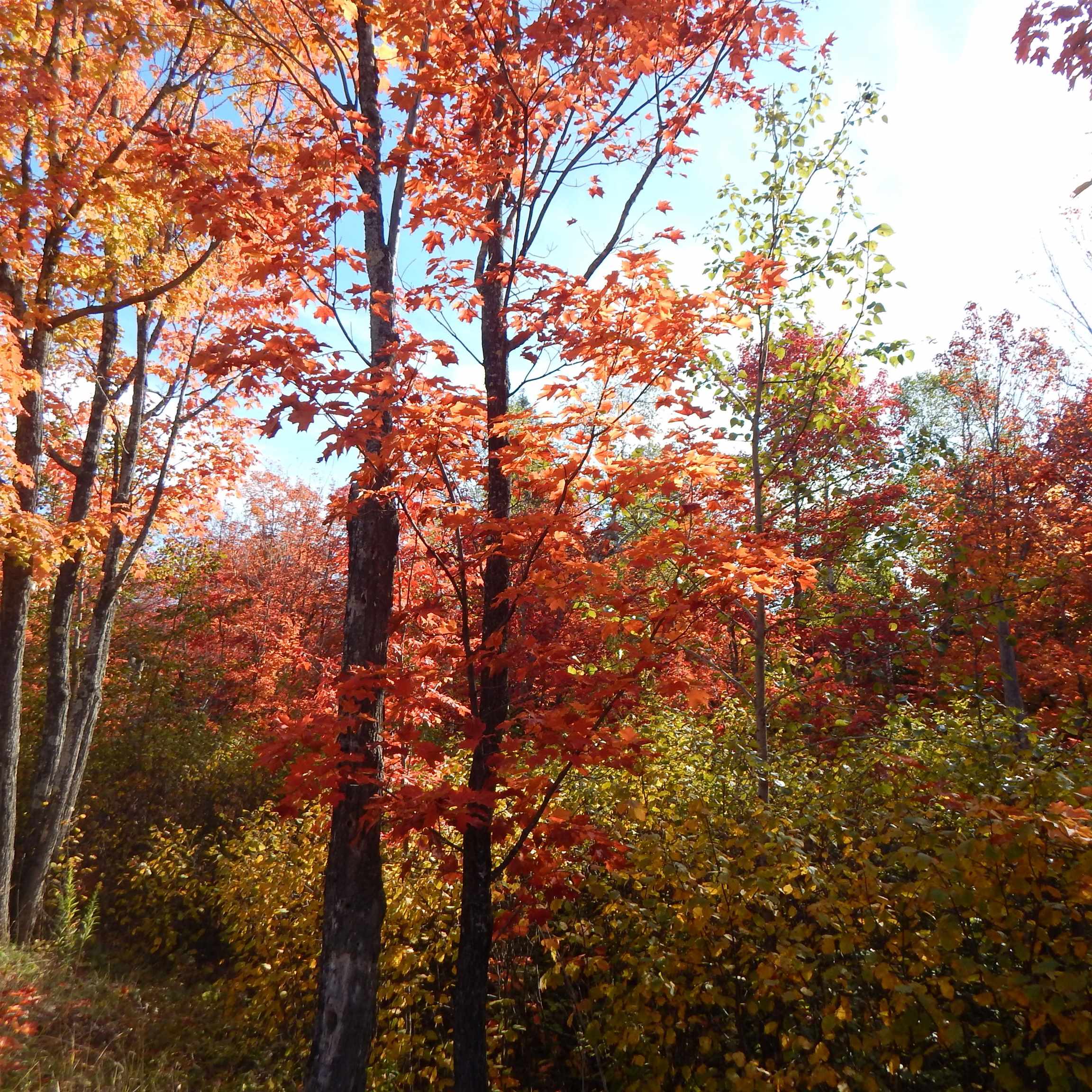 Lots and Land for sale in Lutsen, Minnesota, 6084131