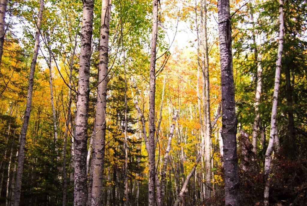 xxx Pine Tree Tr for sale in Ely, Minnesota, 6089932 Wildwoods Land