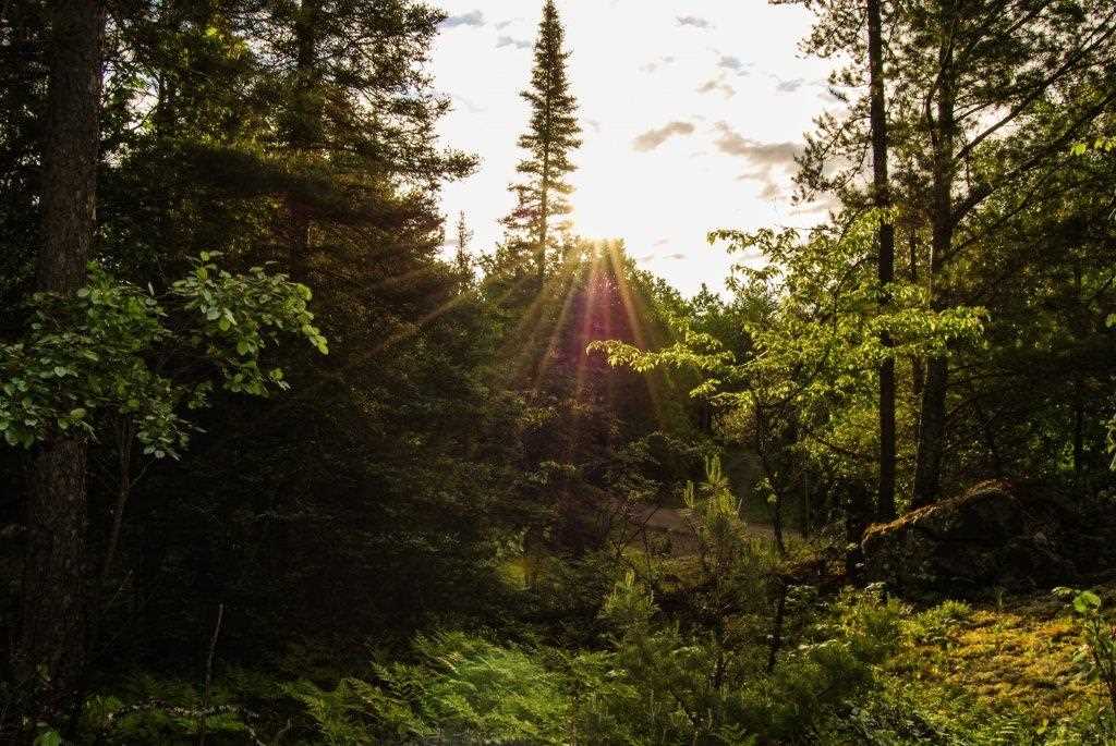 xxx Pine Tree Tr for sale in Ely, Minnesota, 6089932 Wildwoods Land