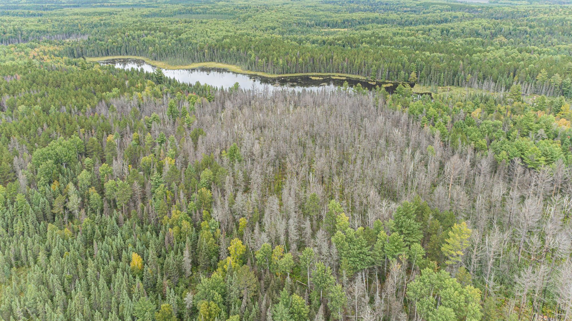 XXXTBD Moose Loop for sale in Ely, Minnesota, MLS ID 6108771 Bear