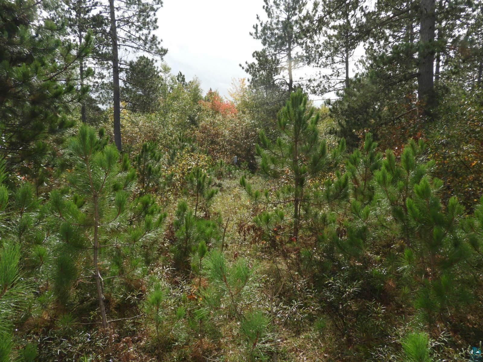 1765 E Wilderness Ct, Barnes, WI 54873 Listing Photo  9