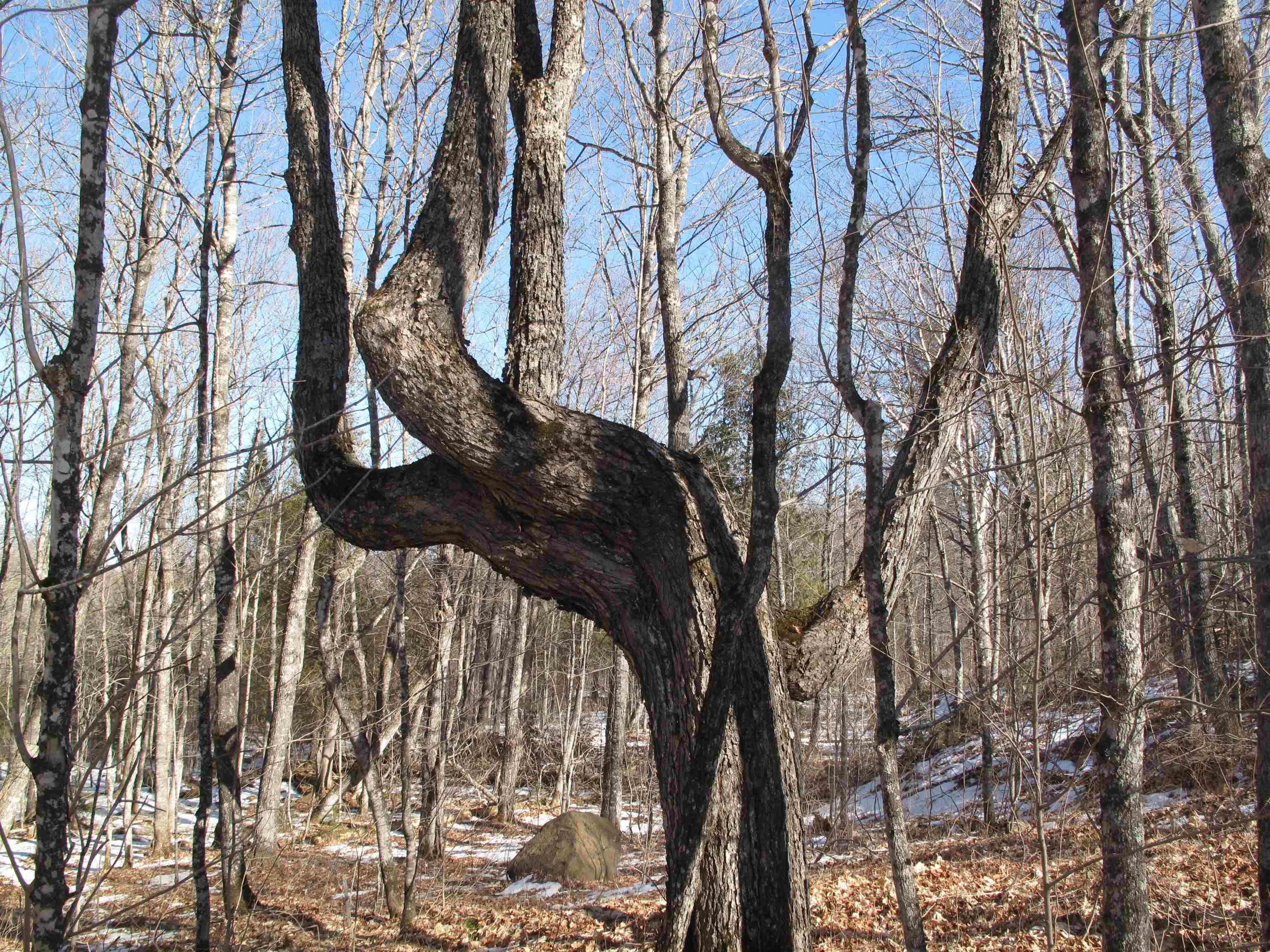 Lots and Land for sale in Lutsen, Minnesota, 6112620