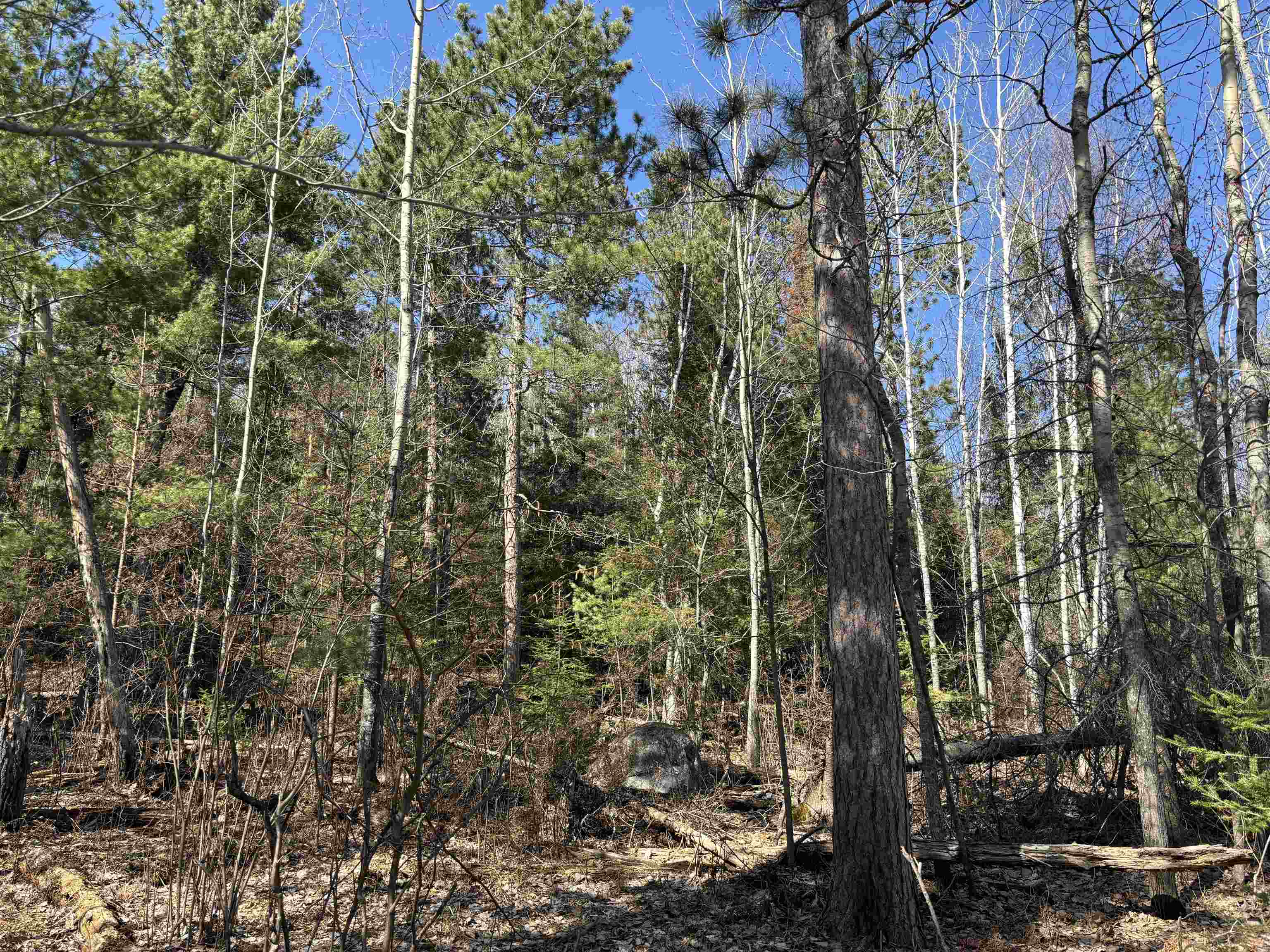 xxx Grant McMahan Blvd for sale in Ely, Minnesota, MLS ID 6112994 Bear