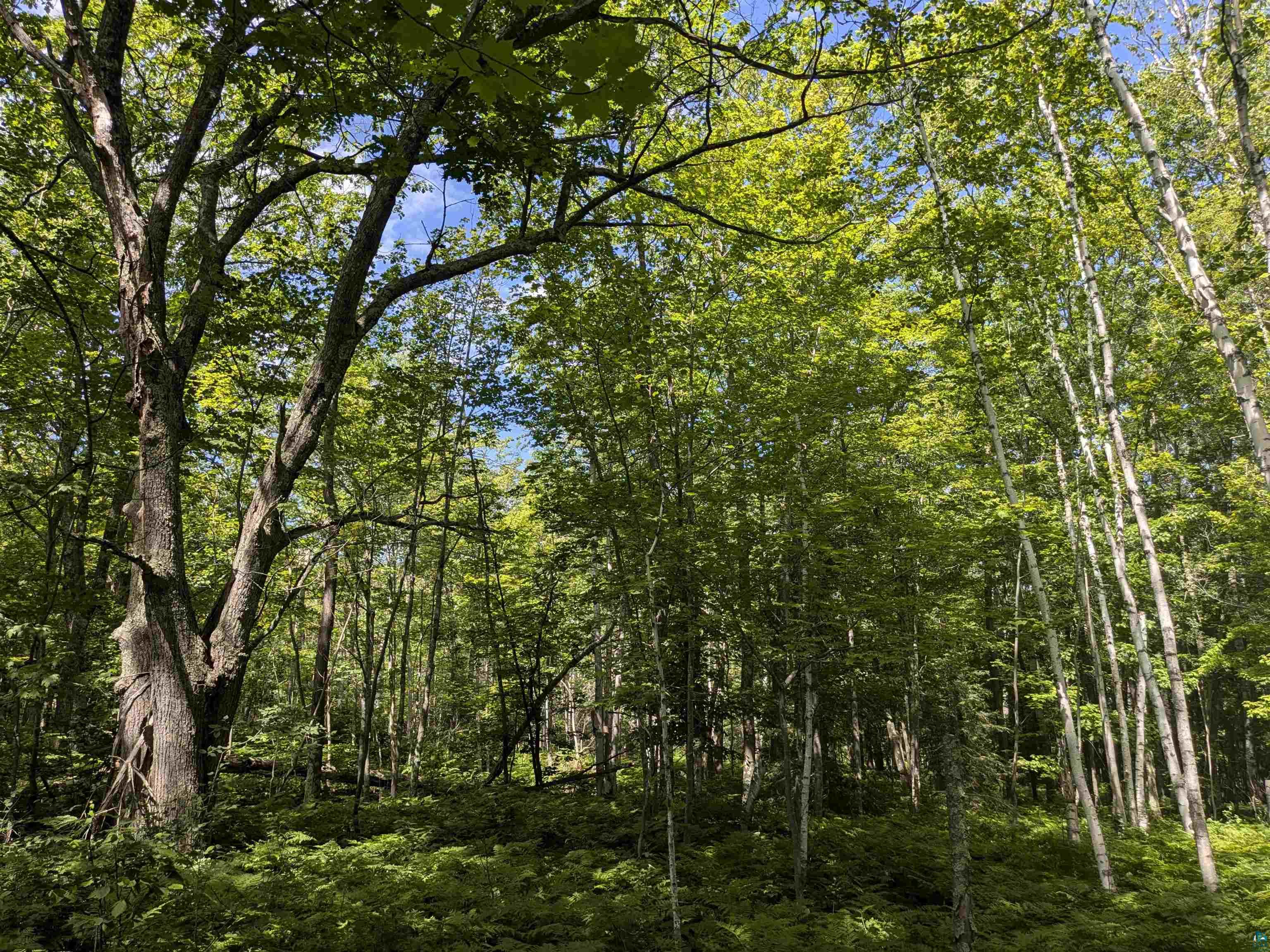 1xxxx State Highway 13, Port Wing, WI 54865 Listing Photo  3
