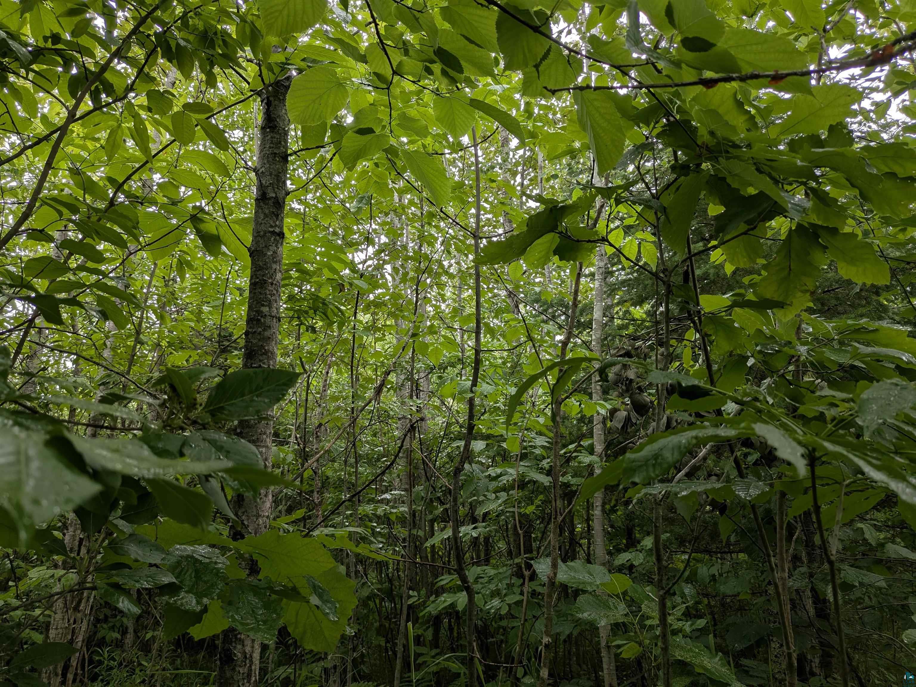 80 Acres on County Line Rd, Brule, WI 54820 Listing Photo  3