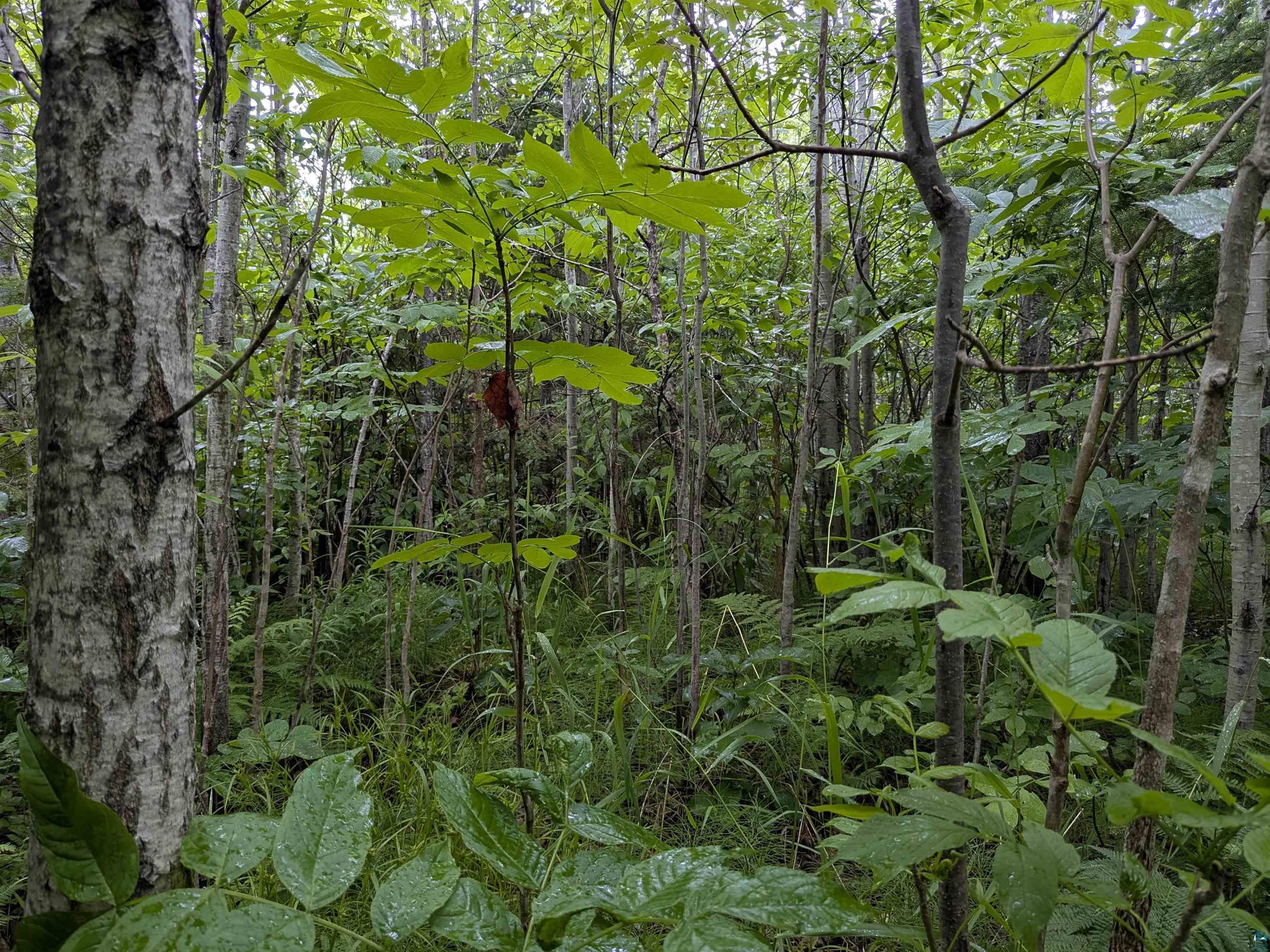 80 Acres on County Line Rd, Brule, WI 54820 Listing Photo  8