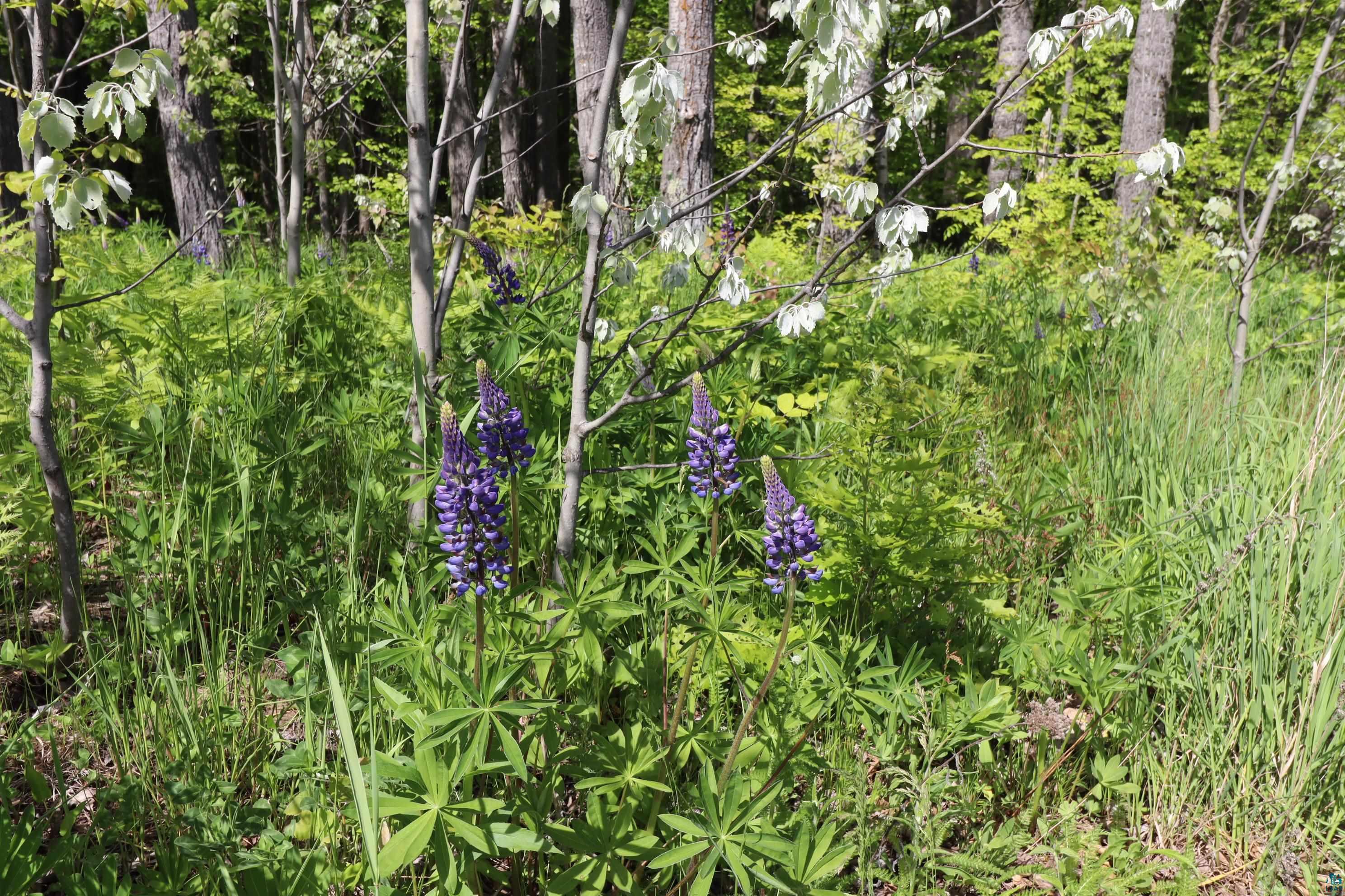Lot 19 Eagle Run, Bayfield, WI 54814 Listing Photo  21
