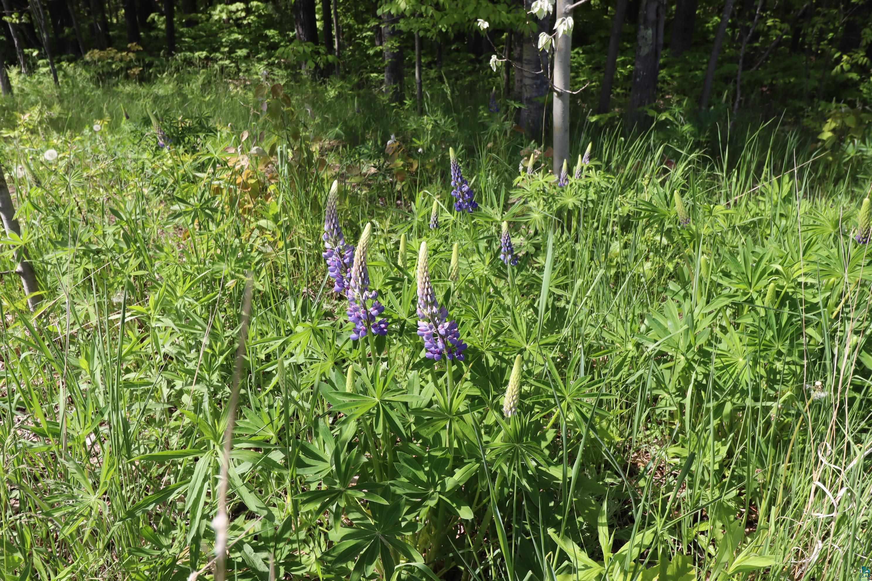Lot 38 Eagle Run, Bayfield, WI 54814 Listing Photo  20
