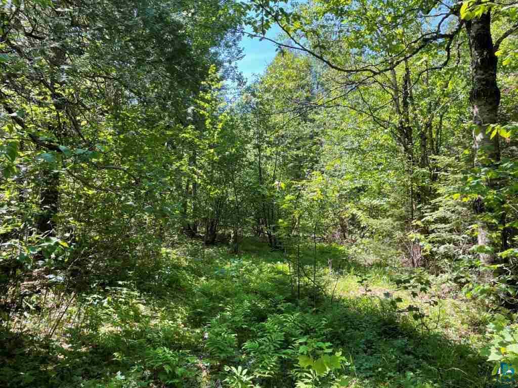xxx Stony River Forest Rd, Isabella, MN 55607 Listing Photo  2